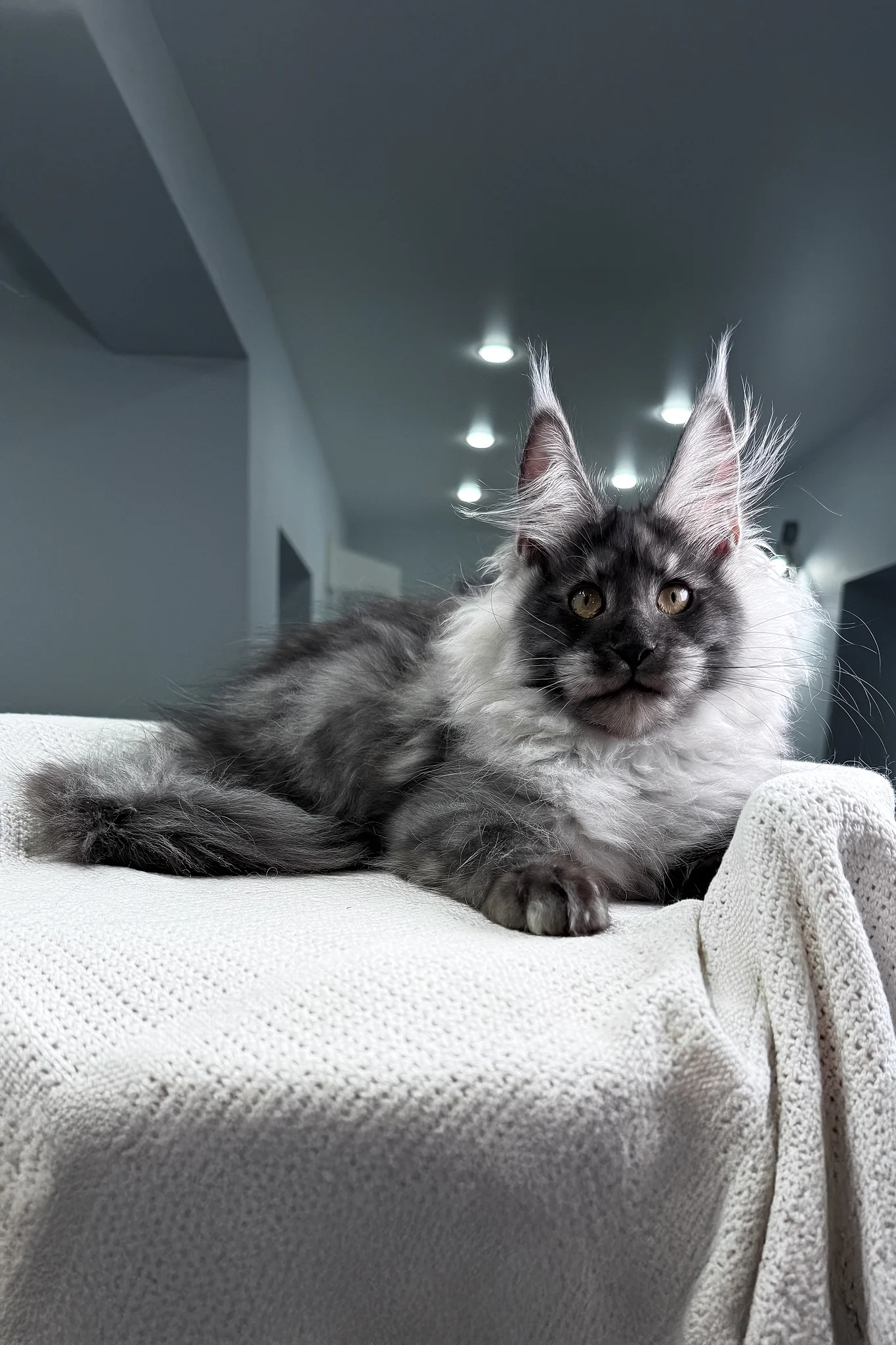 Keks | Maine Coon Kitten - Image 4