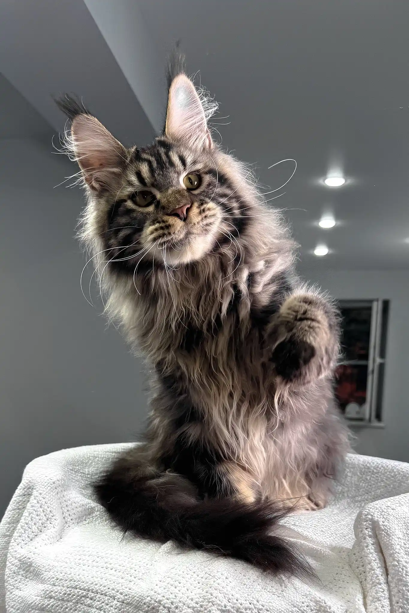 Kims | Maine Coon Kitten - Image 11