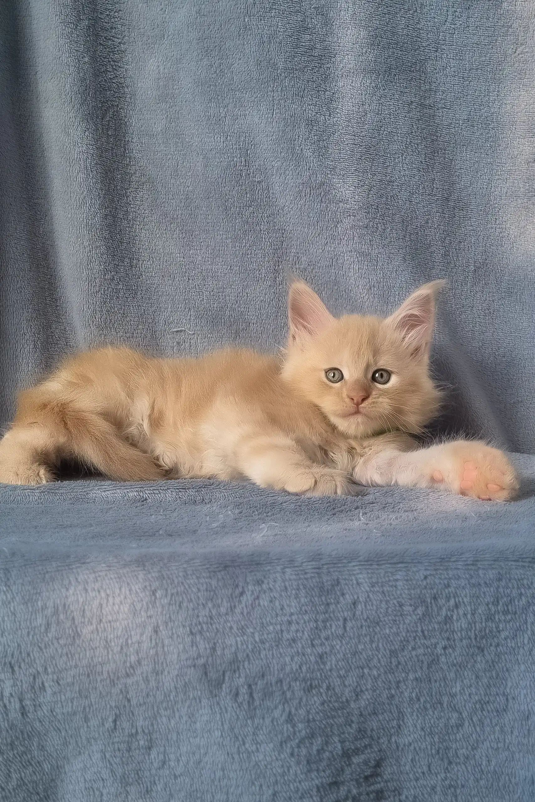 King | Maine Coon Kitten - Image 6