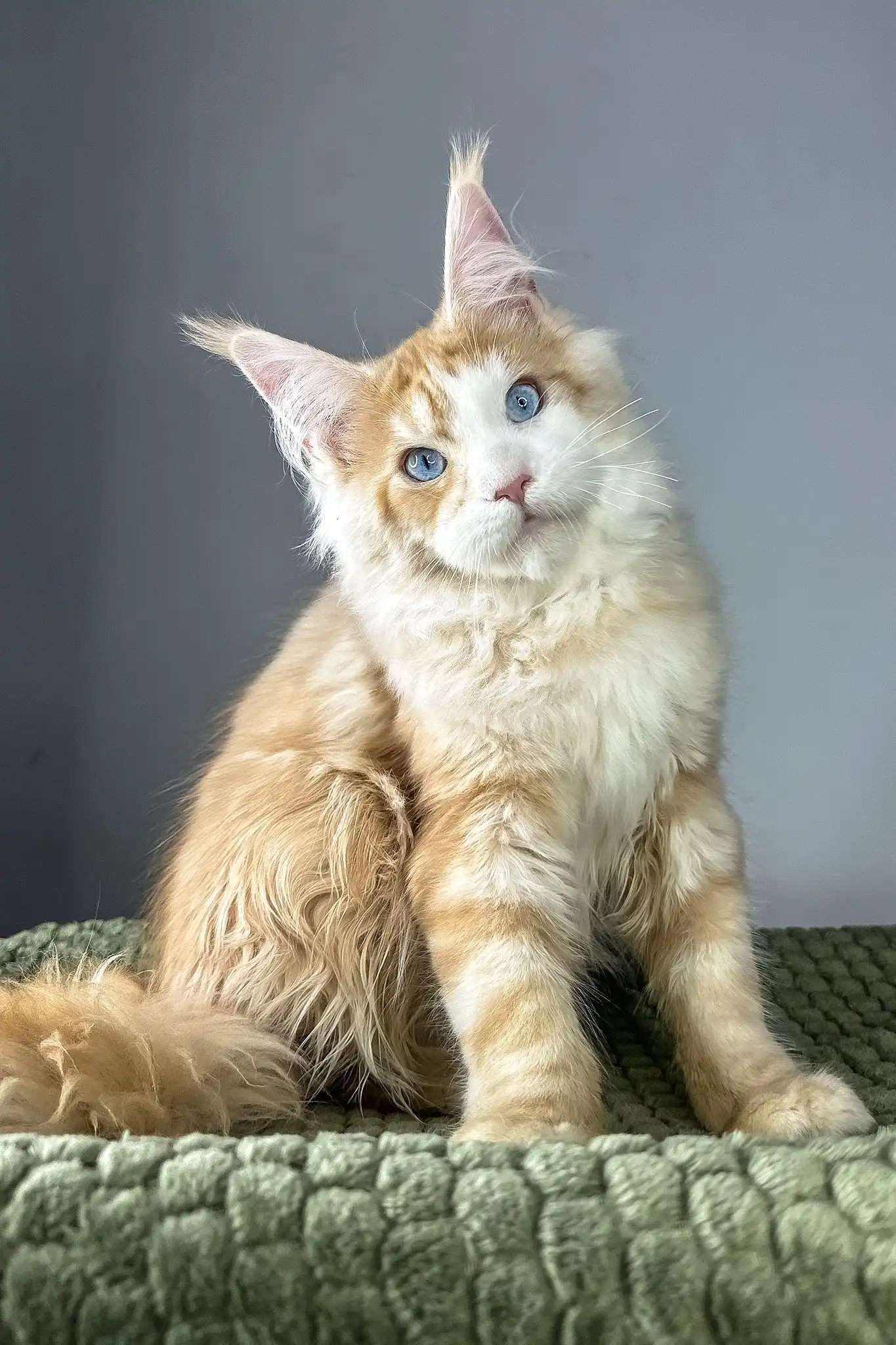 Kismet | Maine Coon Kitten - Image 3