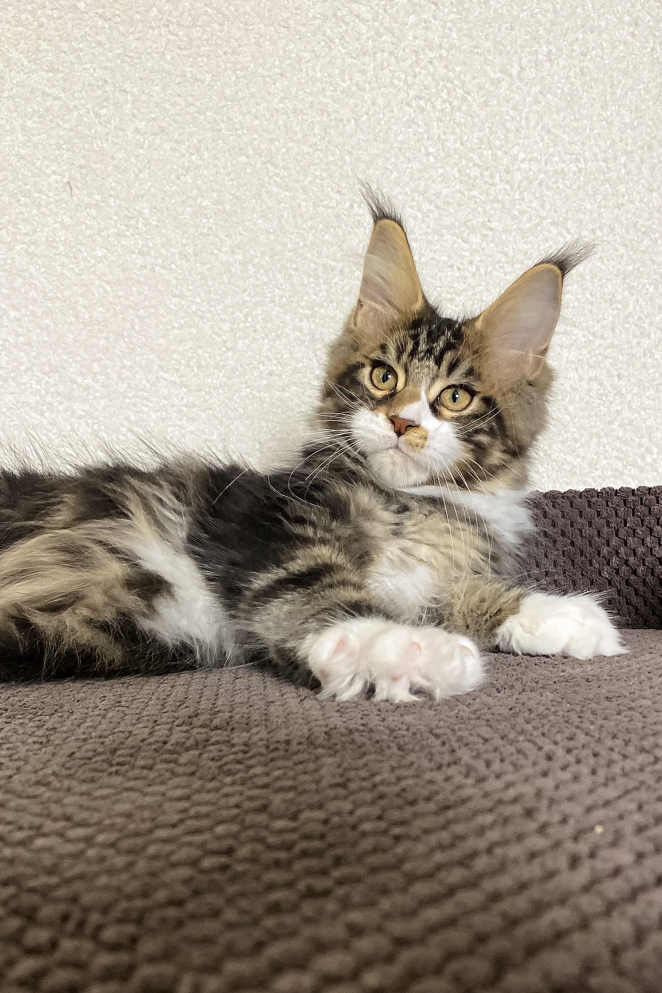 Kiventin | Maine Coon Kitten - Image 3