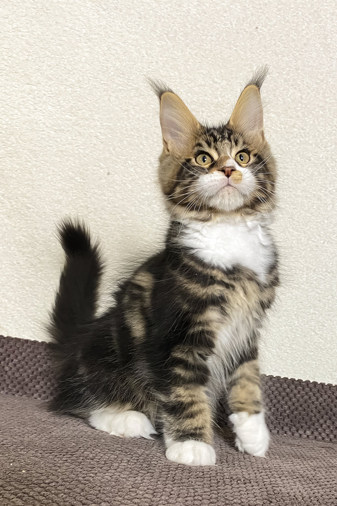 Kiventin | Maine Coon Kitten - Image 4