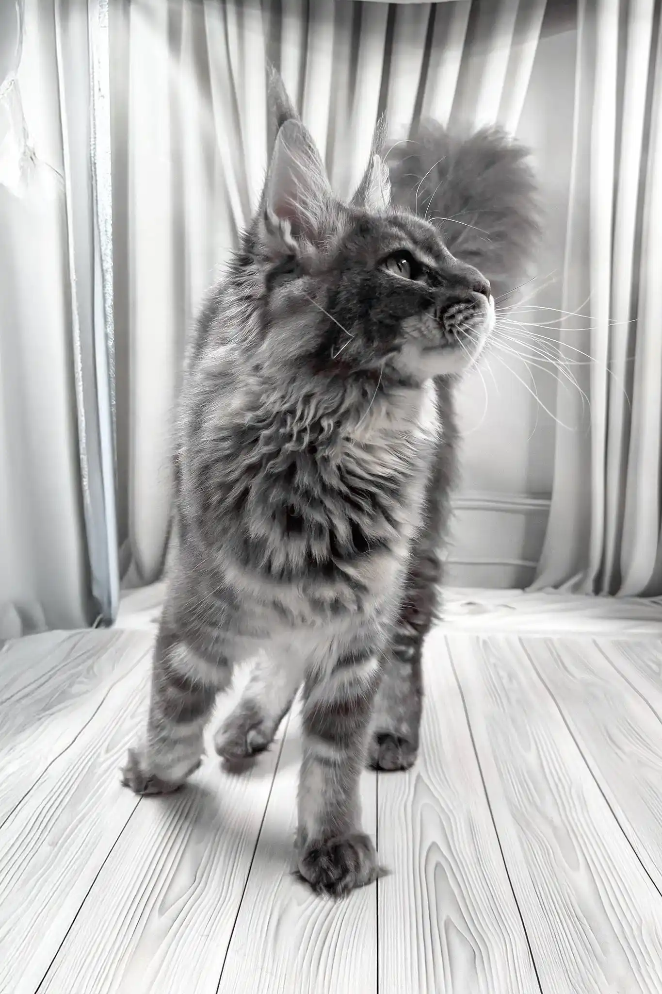 Kris | Maine Coon Kitten - Image 5