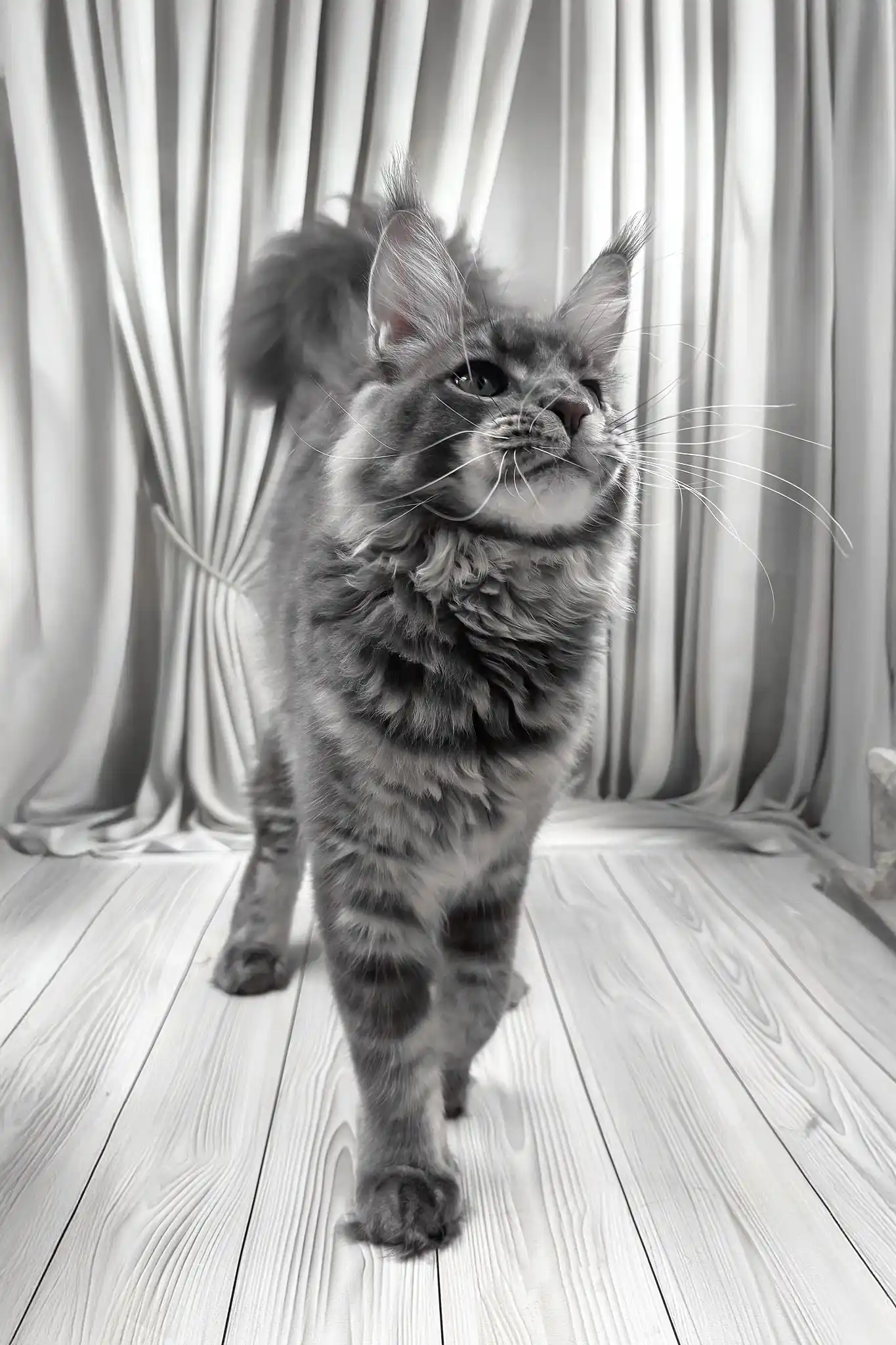 Kris | Maine Coon Kitten - Image 7