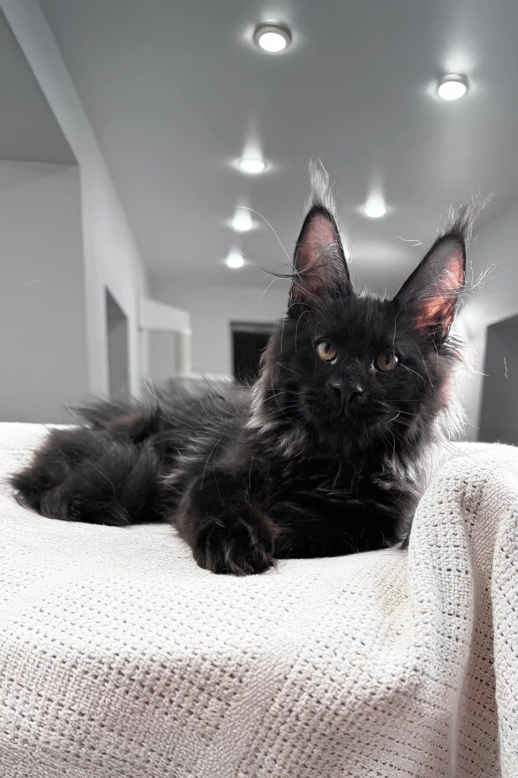 Kristiano | Maine Coon Kitten - Image 4