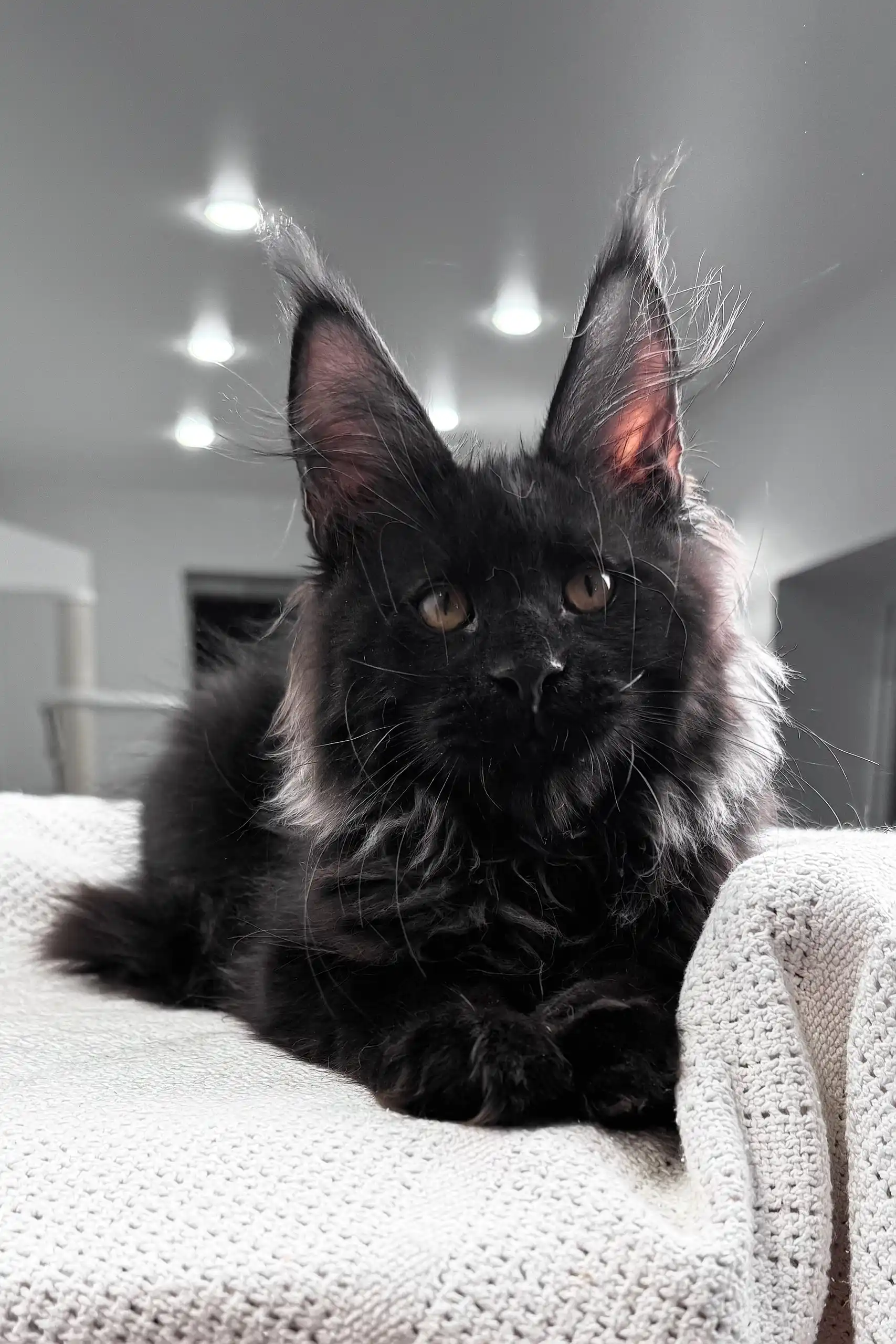 Kristiano | Maine Coon Kitten - Image 6
