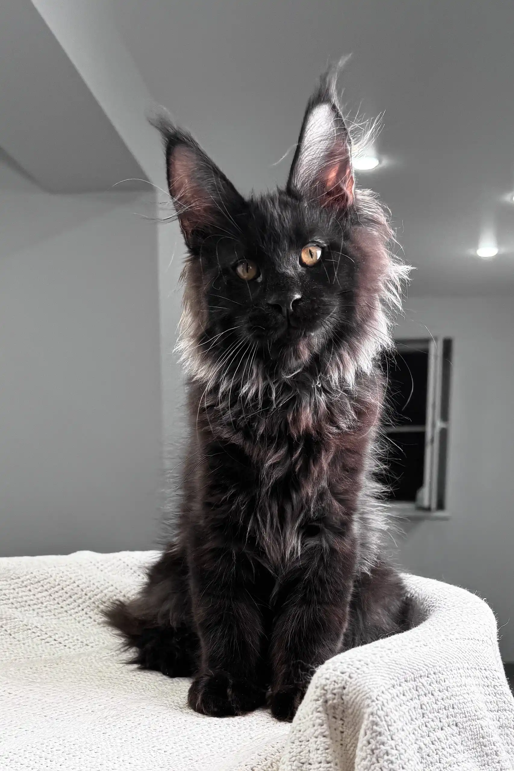 Kristiano | Maine Coon Kitten - Image 7