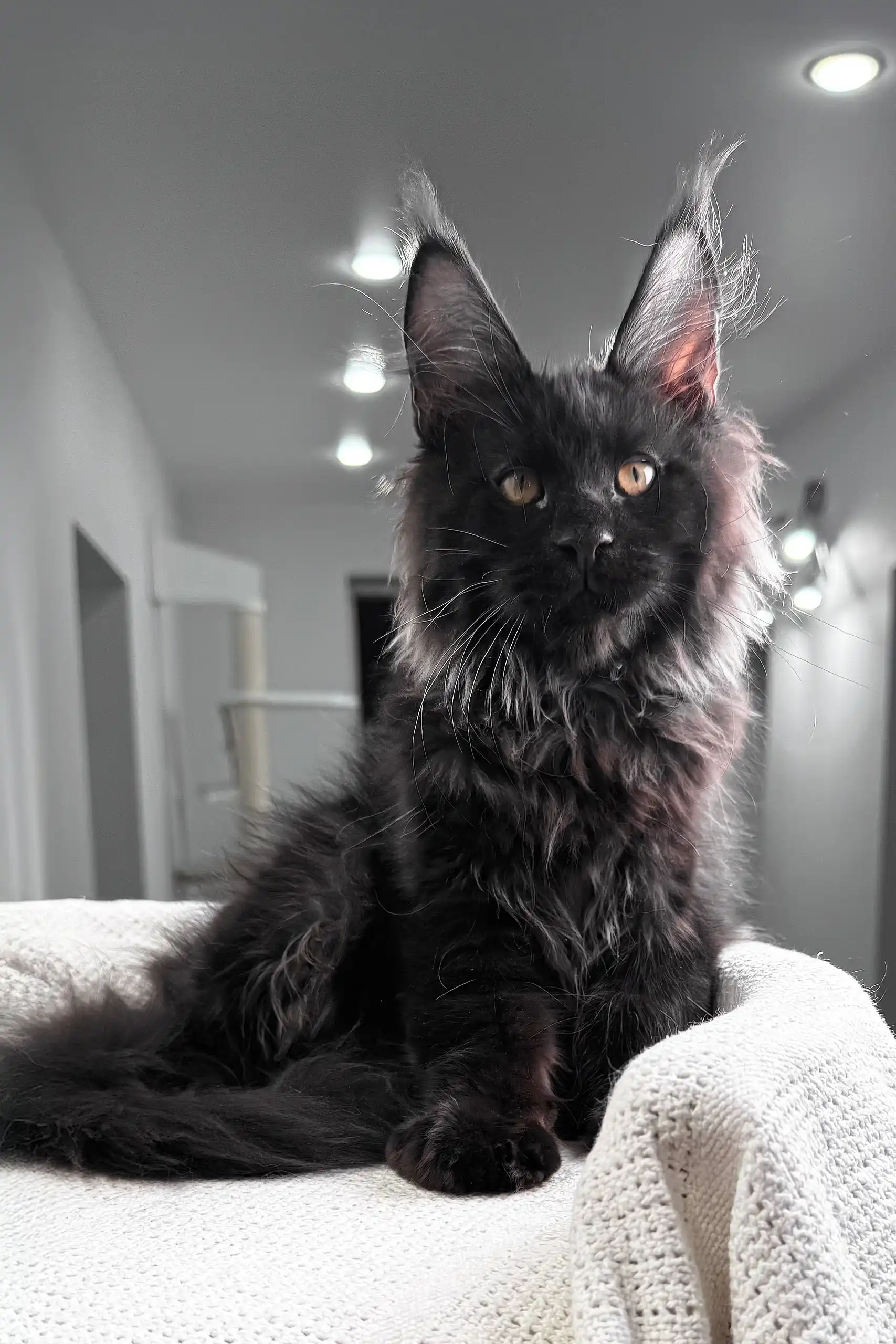 Kristiano | Maine Coon Kitten - Image 9