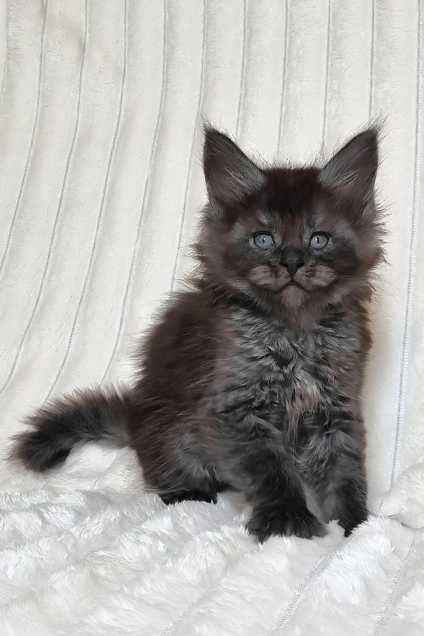 Lanset | Maine Coon Kitten - Image 3