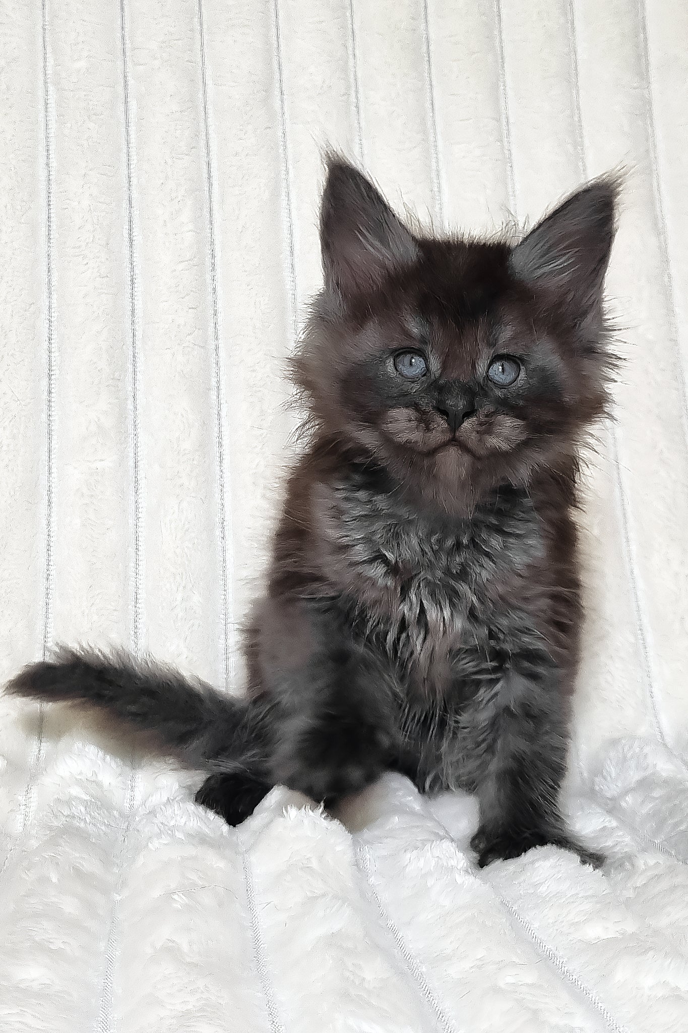 Lanset | Maine Coon Kitten - Image 7
