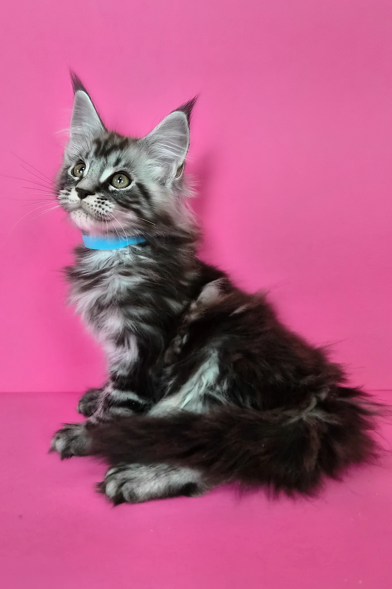 Lear | Maine Coon Kitten - Image 2