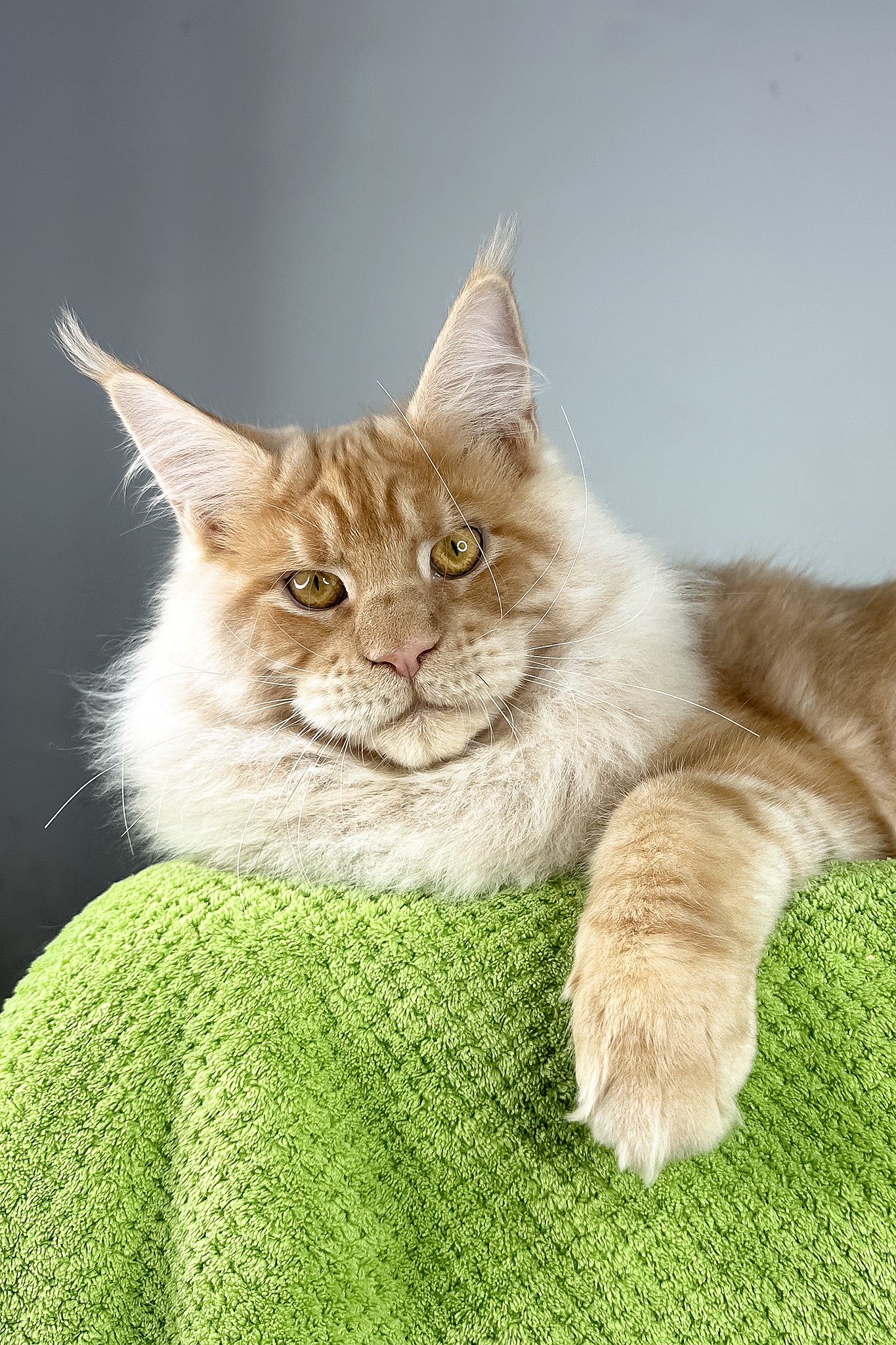 Leonardo | Maine Coon Kitten - Image 6