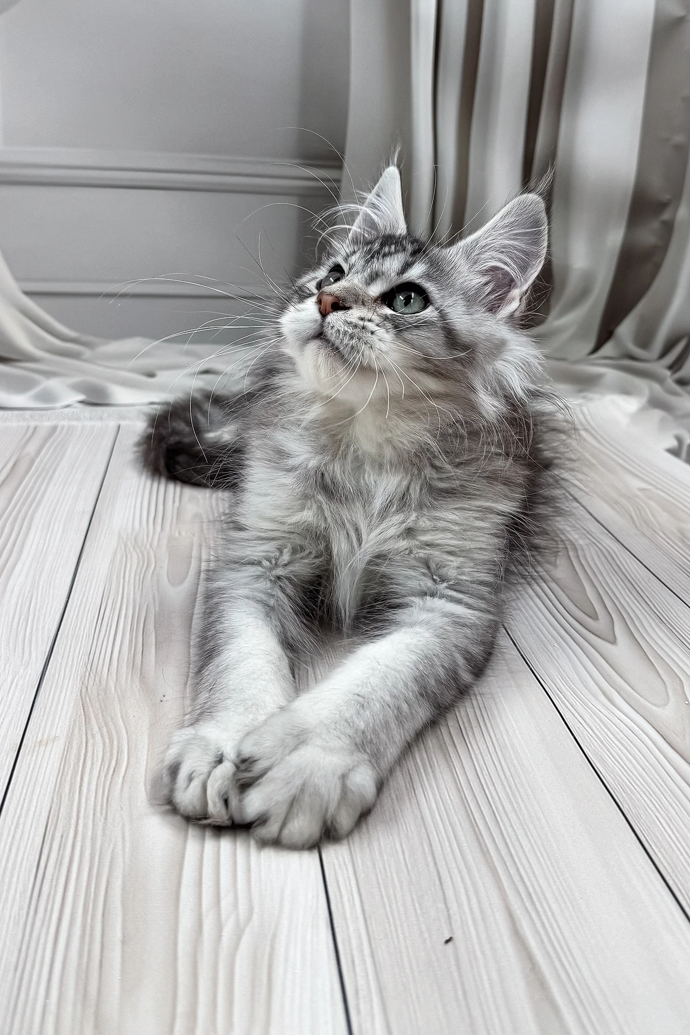 Lero | Maine Coon Kitten - Image 10