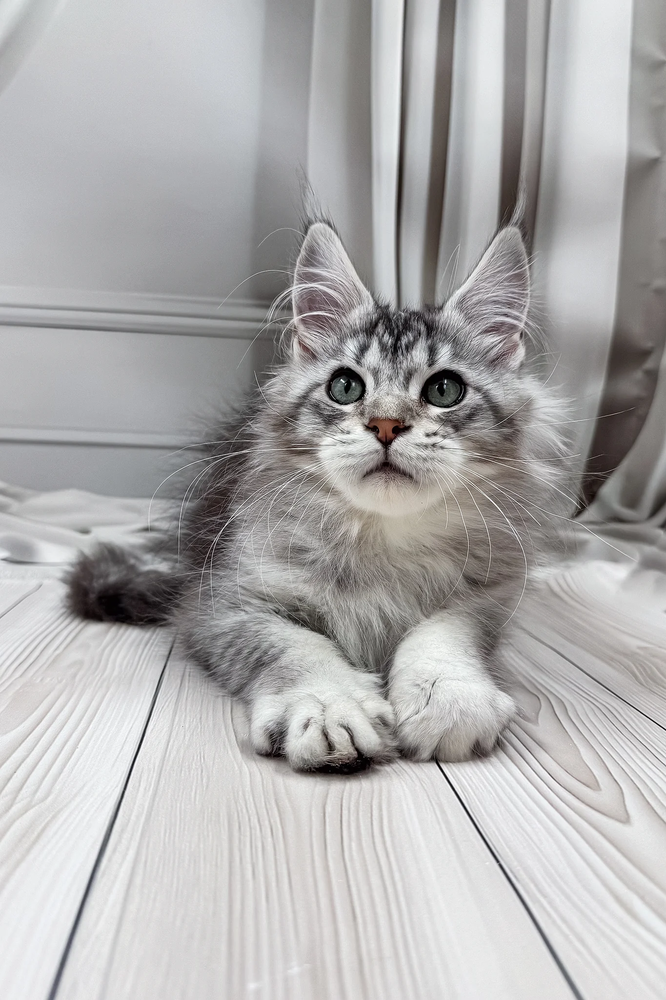 Lero | Maine Coon Kitten - Image 11