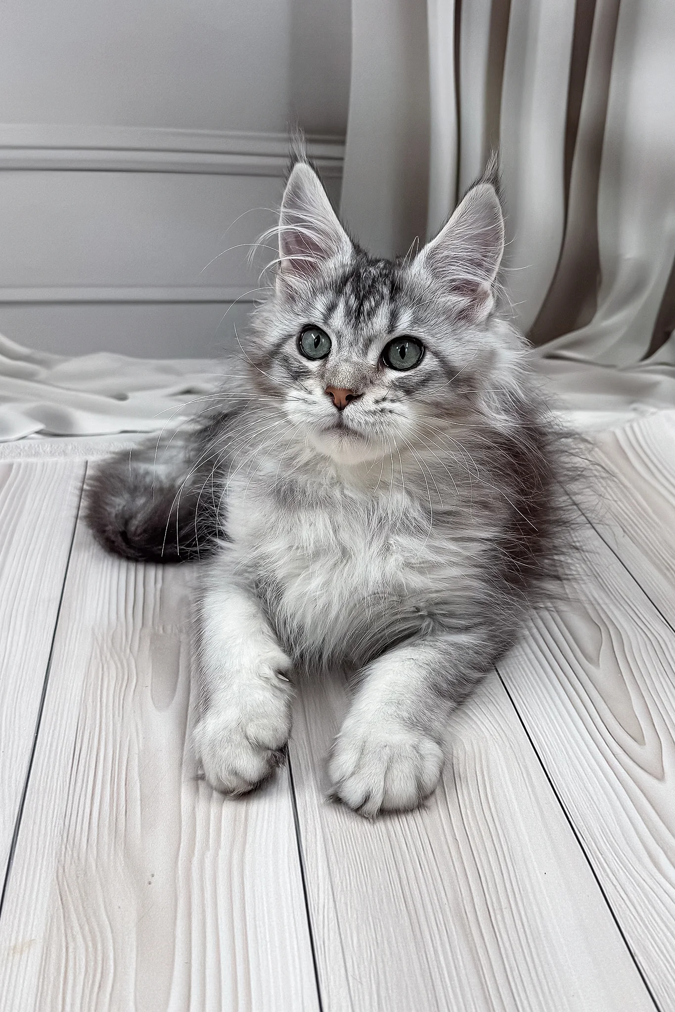Lero | Maine Coon Kitten - Image 7
