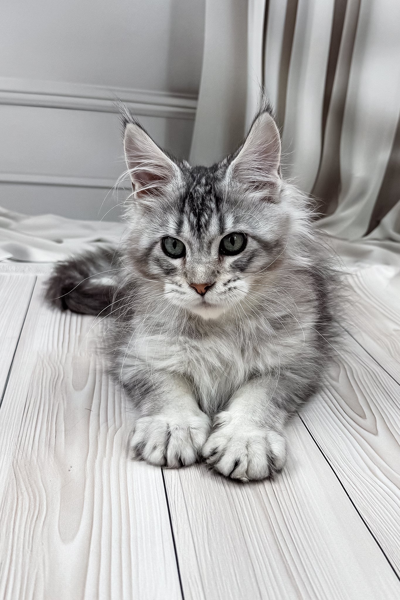 Lero | Maine Coon Kitten - Image 9