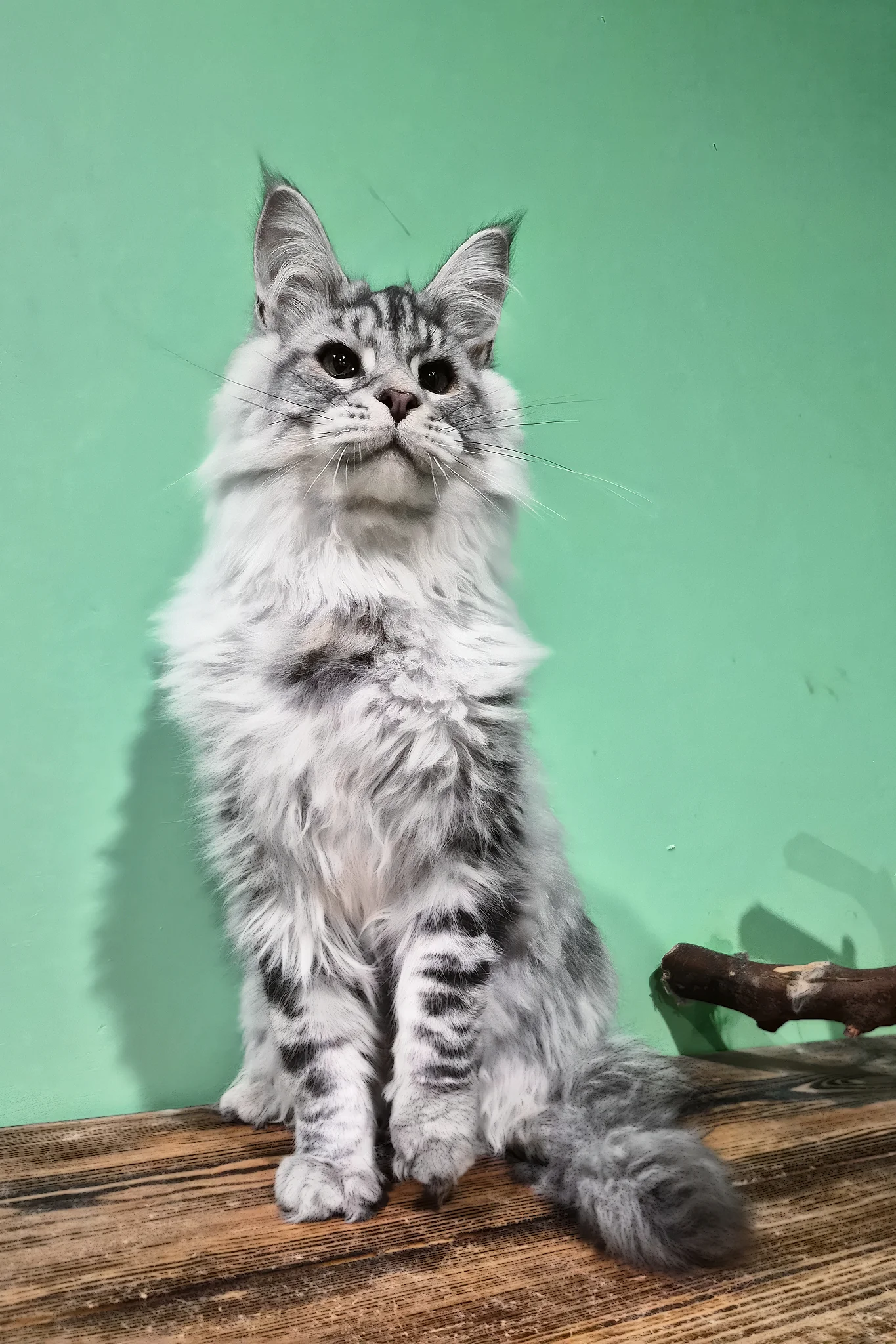 Lex | Maine Coon Kitten - Image 6