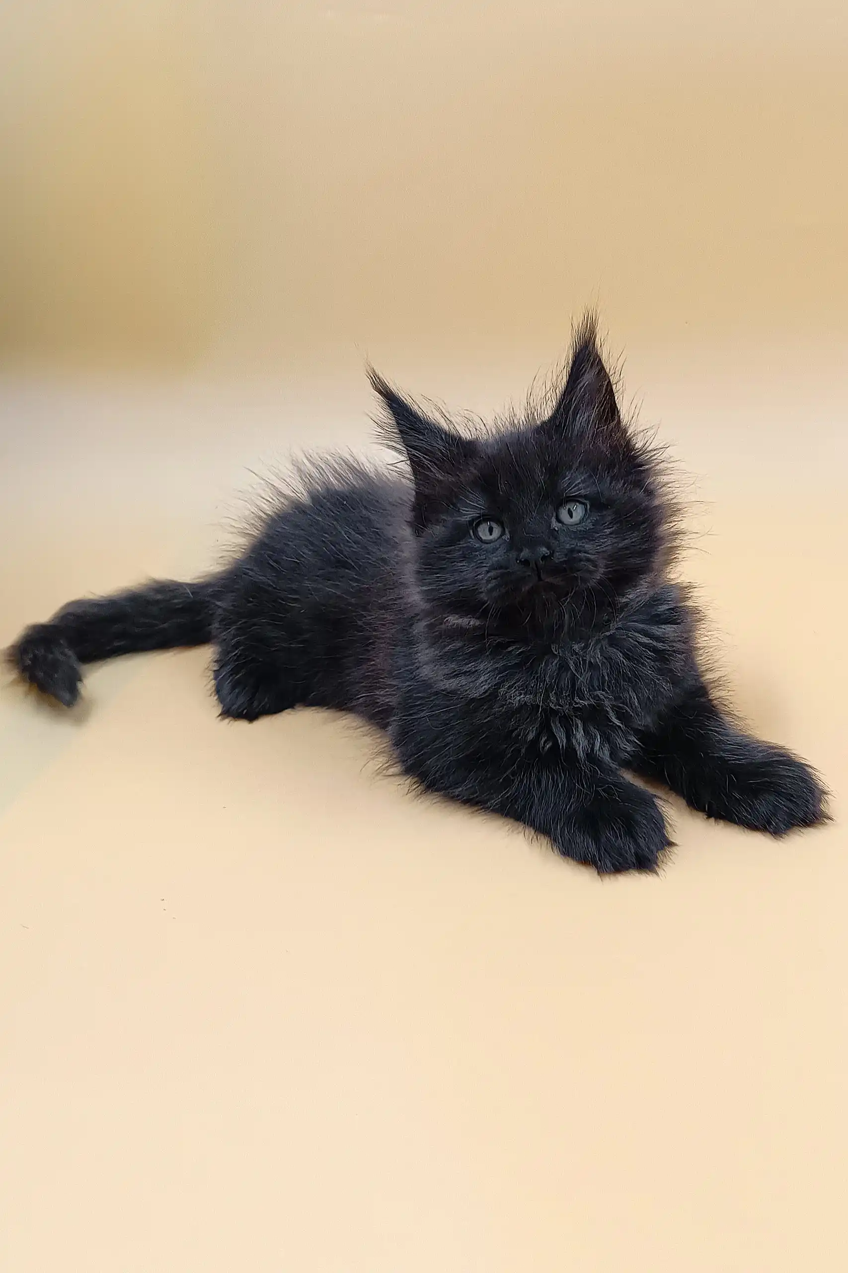 Lexus | Maine Coon Kitten - Image 4