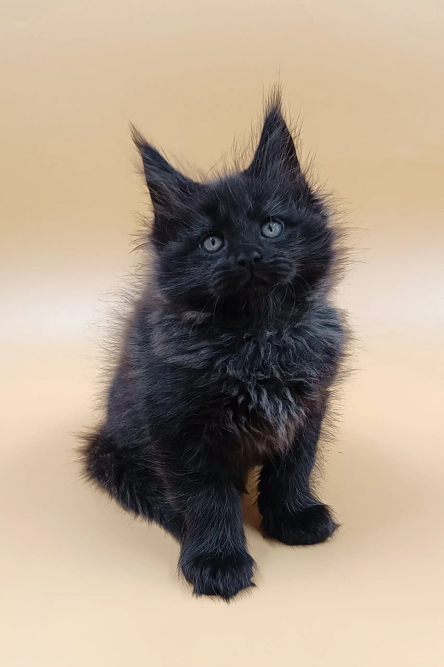Lexus | Maine Coon Kitten - Image 8