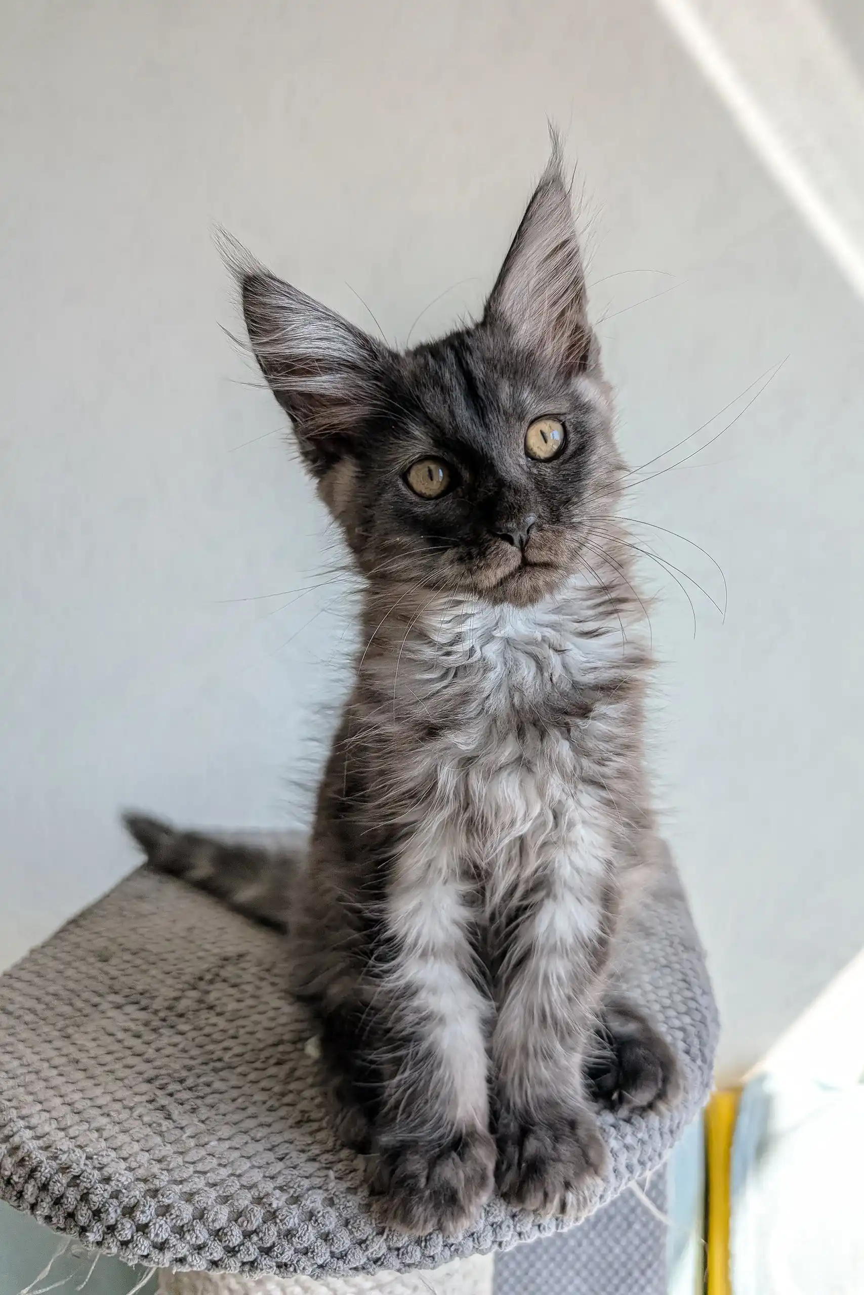 Lio | Maine Coon Kitten - Image 2