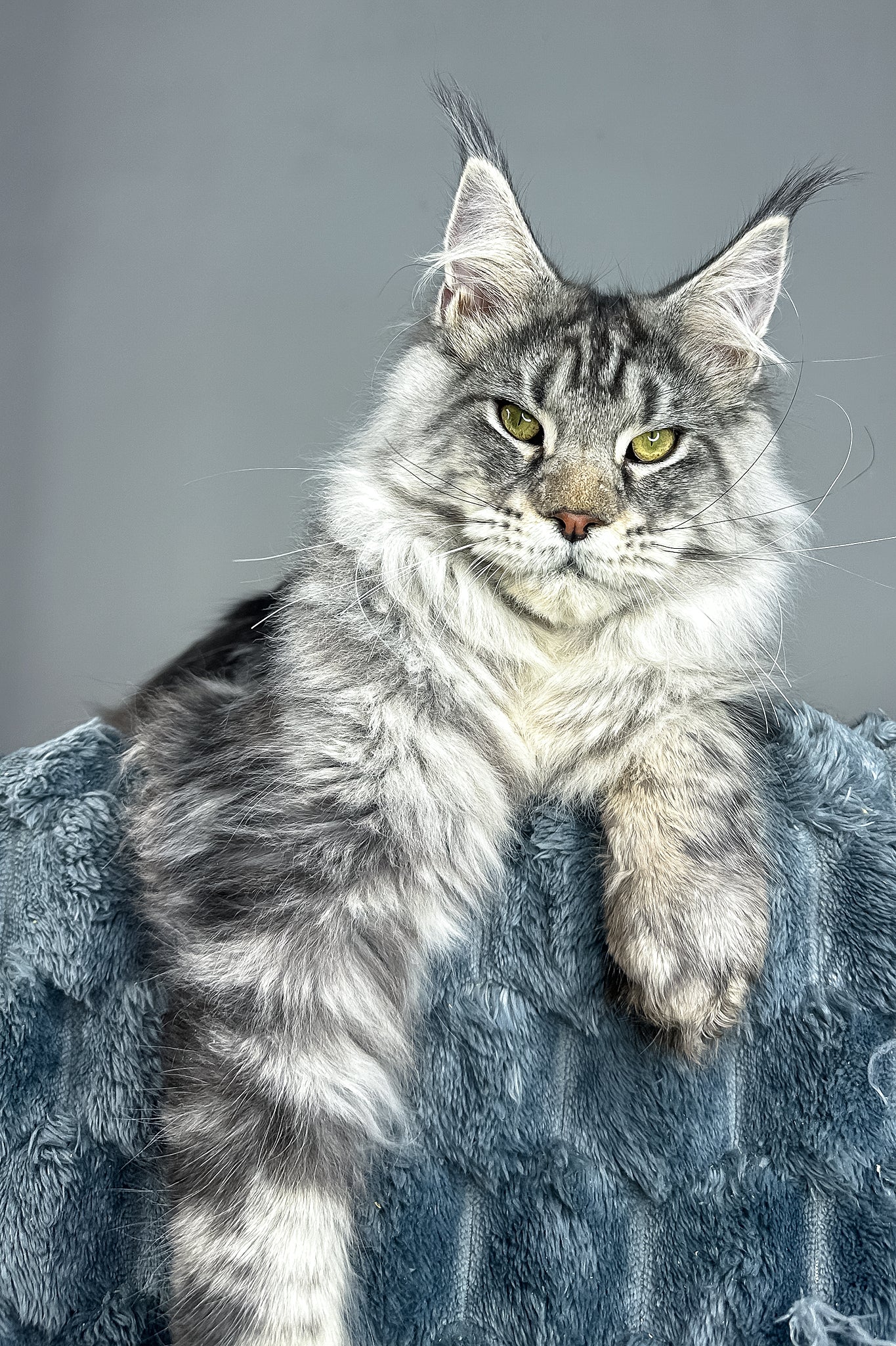 Louis | Maine Coon Kitten - Image 4