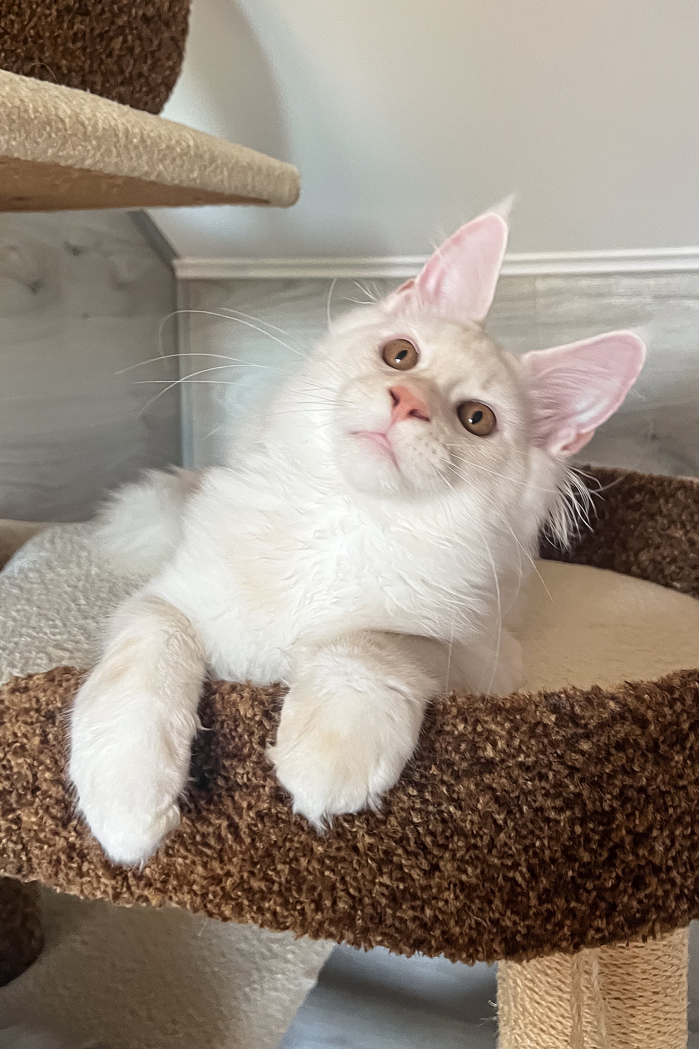 Lukas | Maine Coon Kitten - Image 2