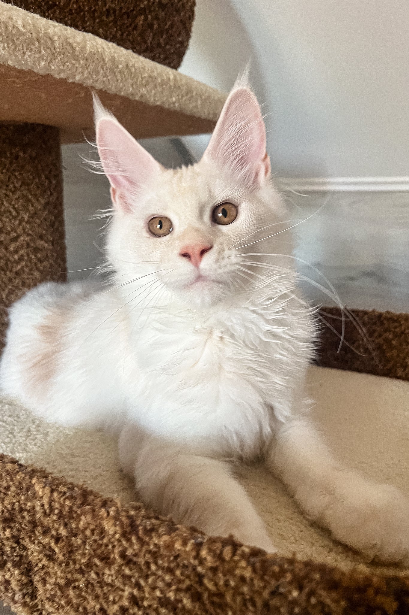 Lukas | Maine Coon Kitten - Image 6