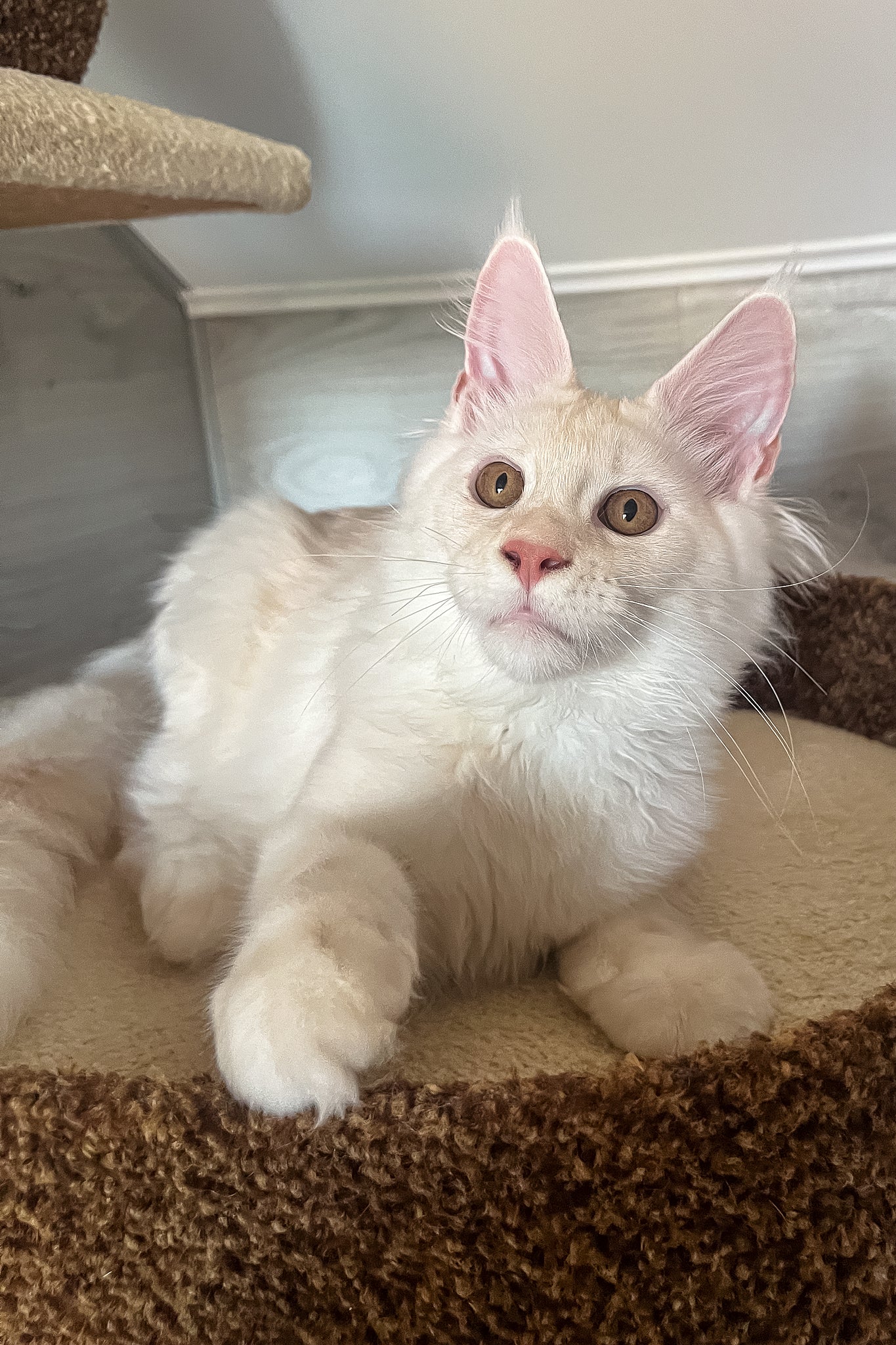Lukas | Maine Coon Kitten - Image 7