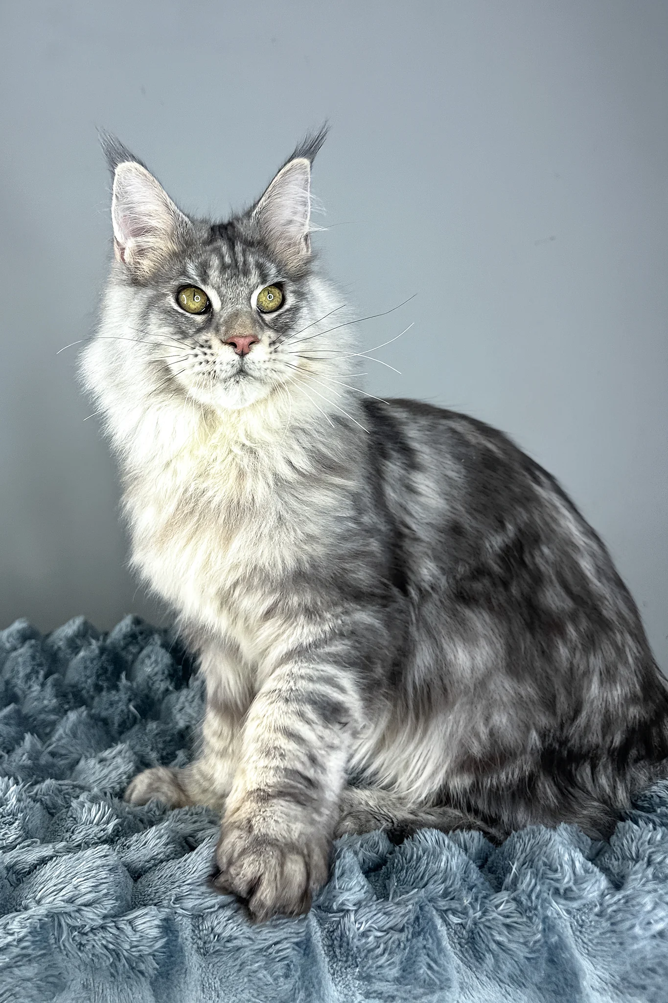 Luke | Maine Coon Kitten - Image 2