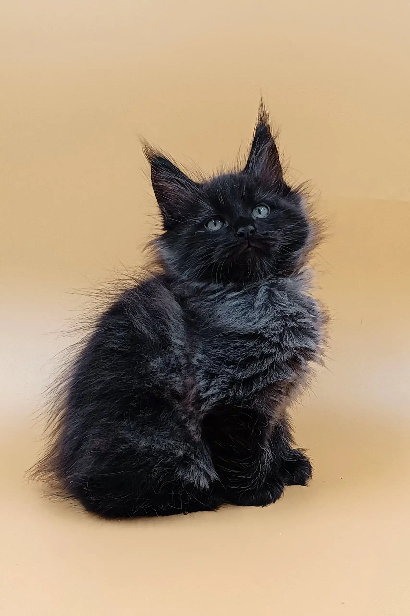Luxor | Maine Coon Kitten - Image 6