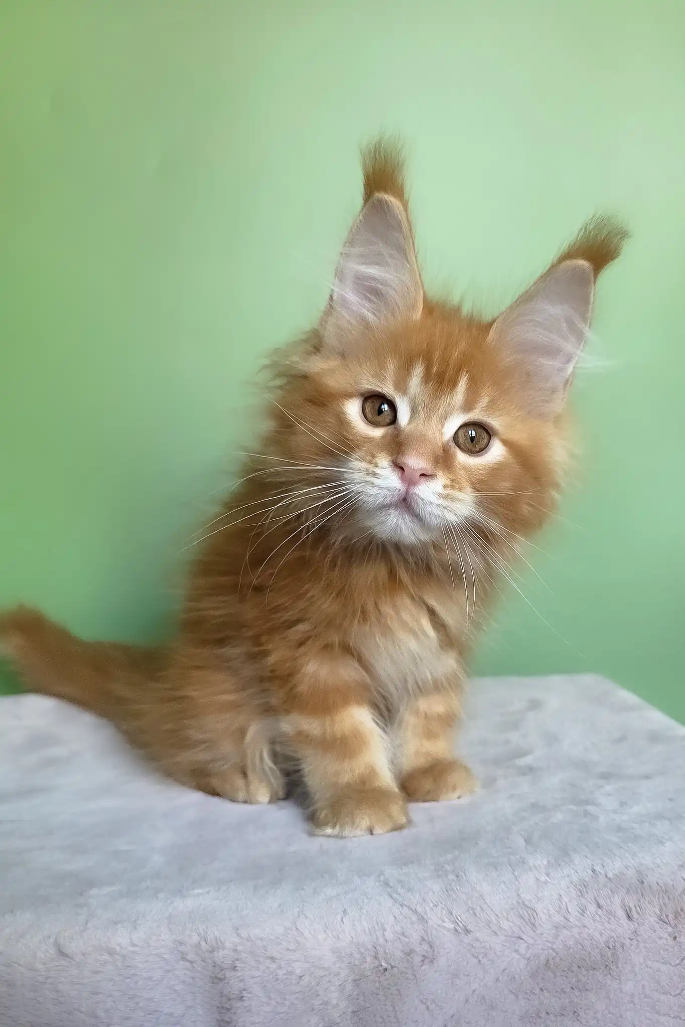 Magnat | Maine Coon Kitten - Image 13