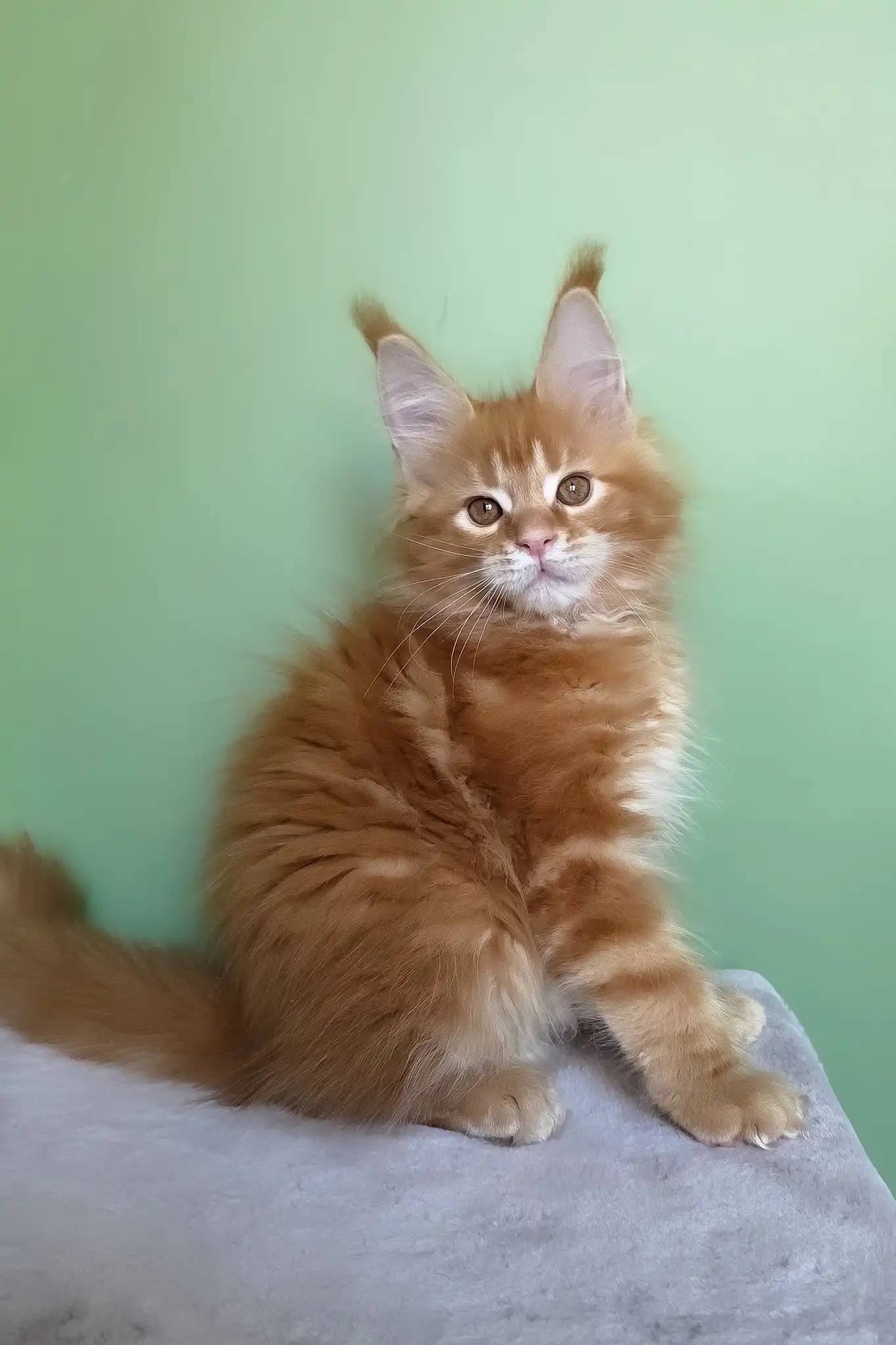 Magnat | Maine Coon Kitten - Image 4