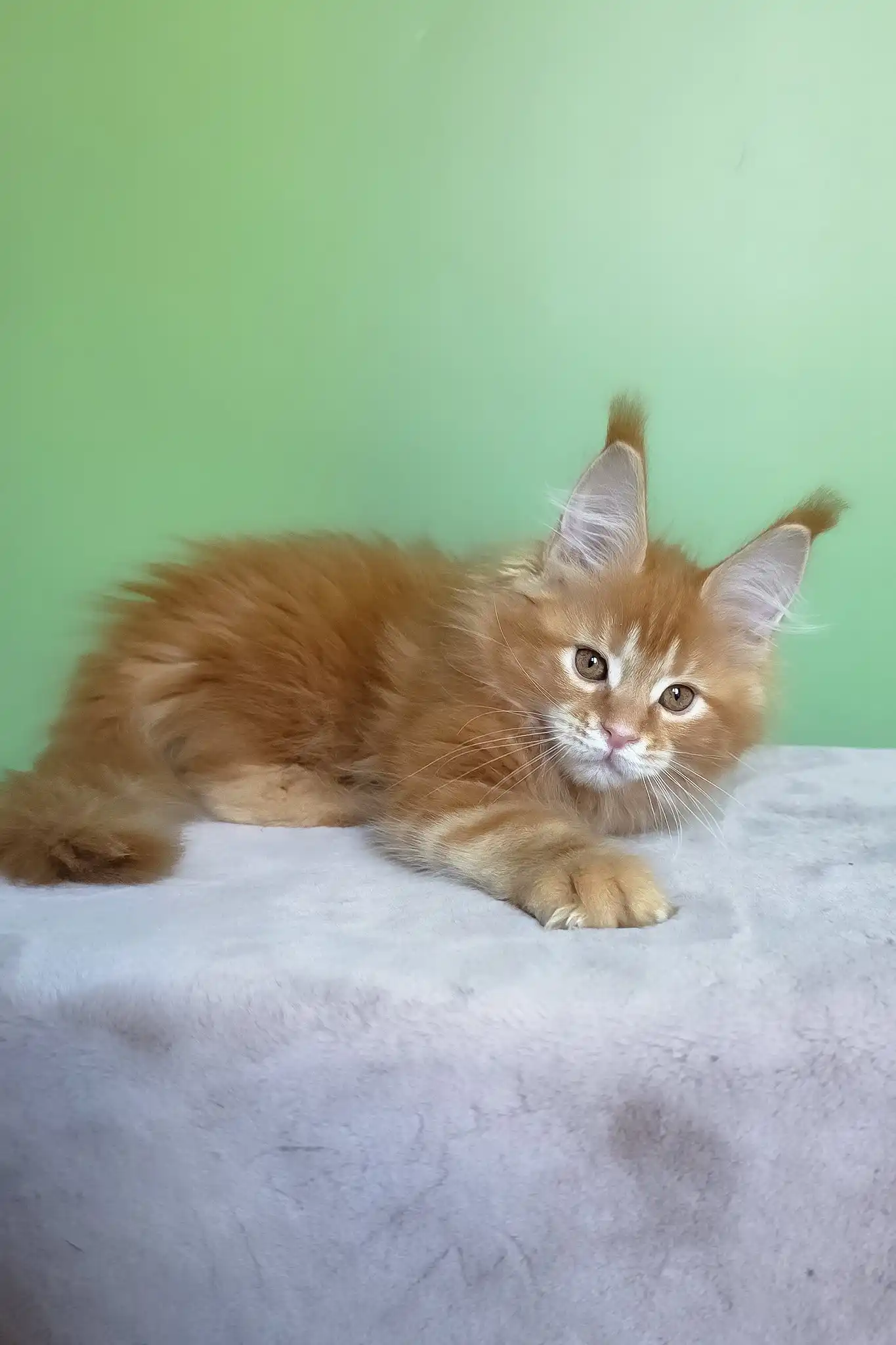 Magnat | Maine Coon Kitten - Image 9