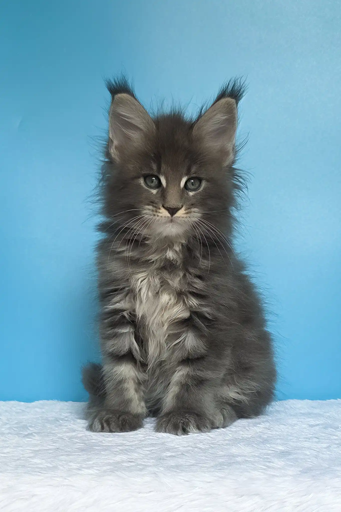 Mark | Maine Coon Kitten - Image 2