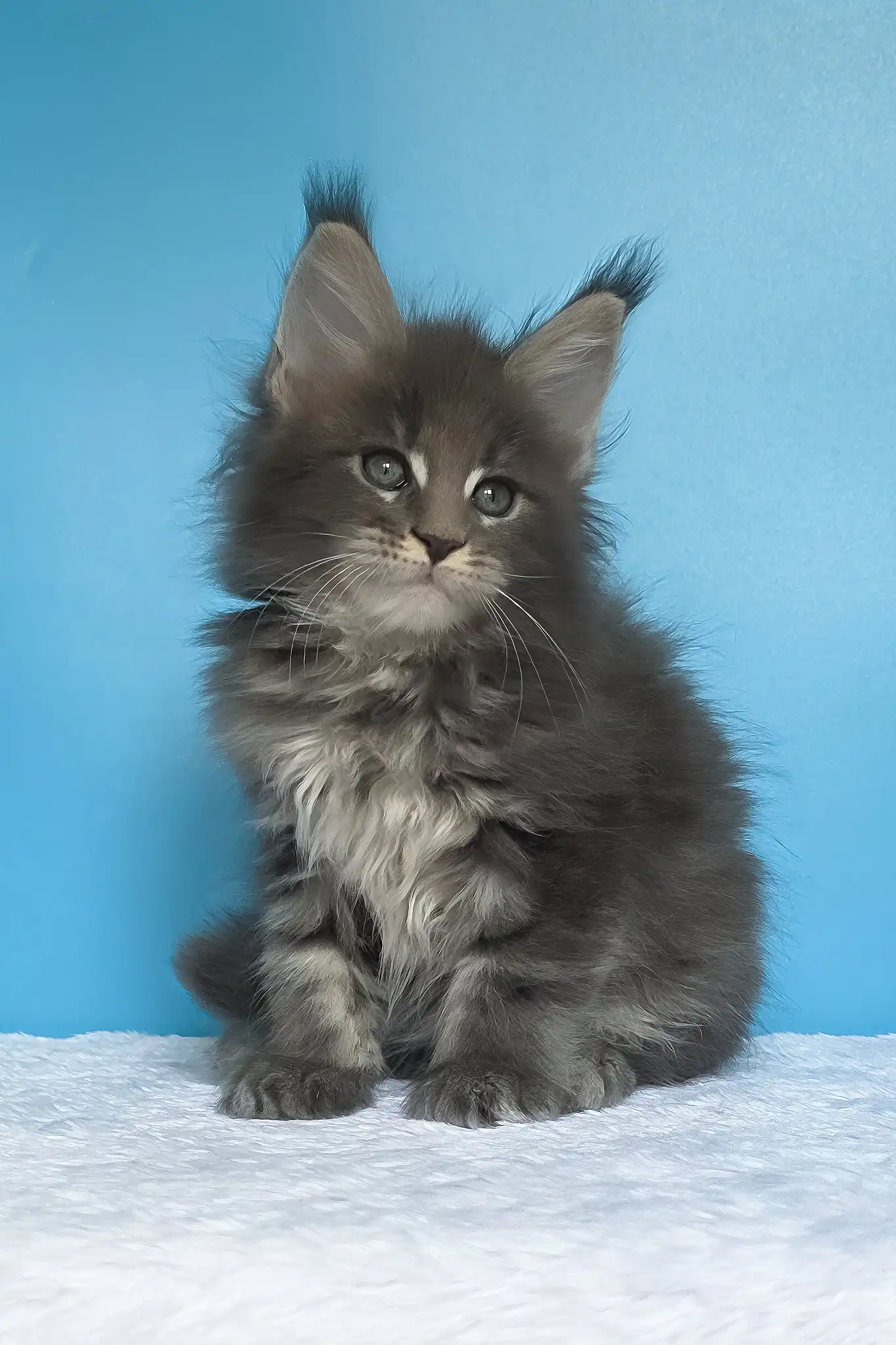 Mark | Maine Coon Kitten - Image 4