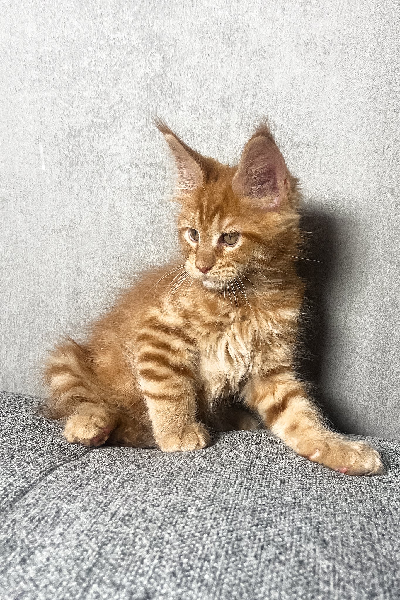 Mars | Maine Coon Kitten - Image 4