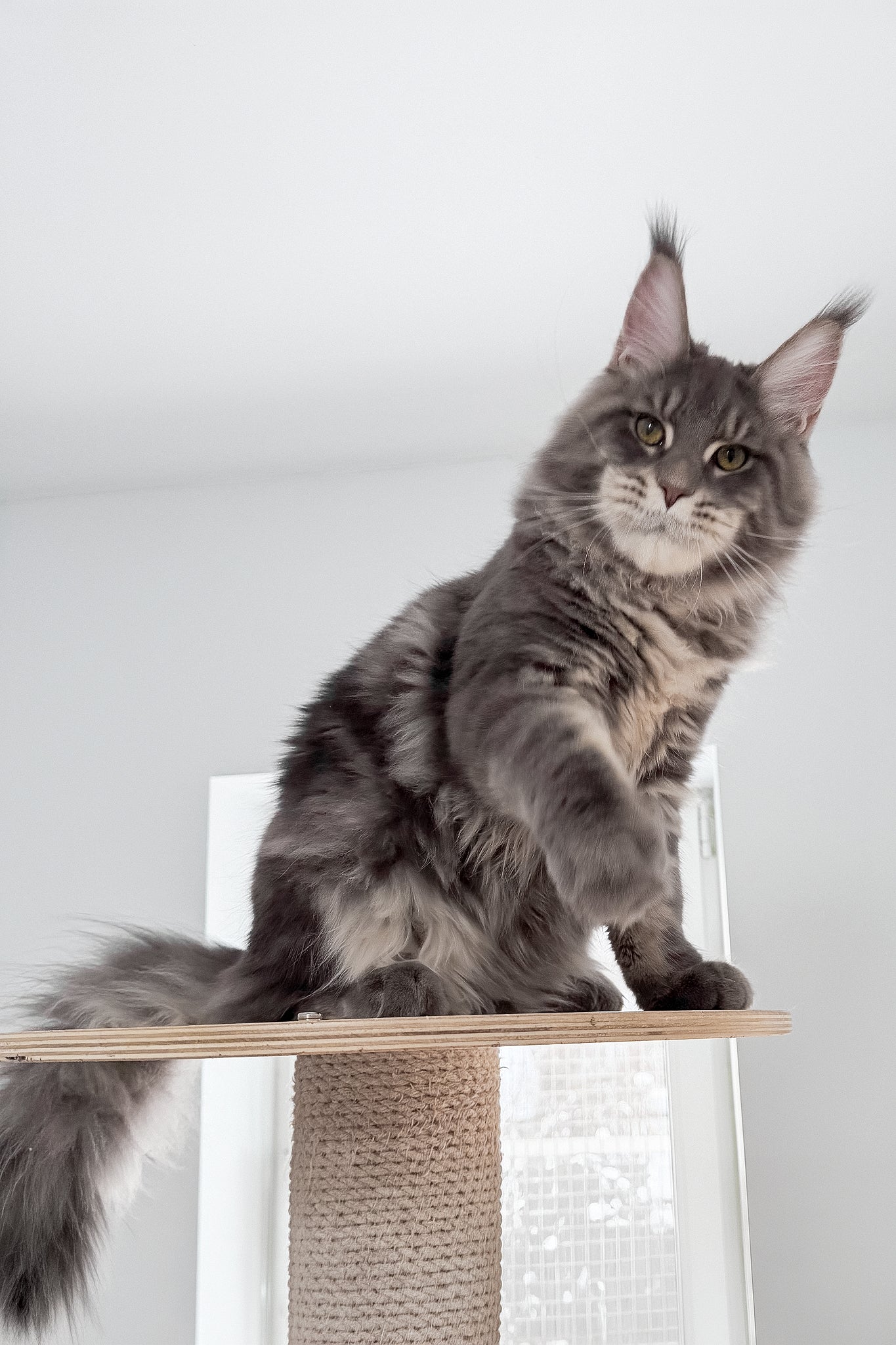 Marsel | Maine Coon Kitten - Image 5