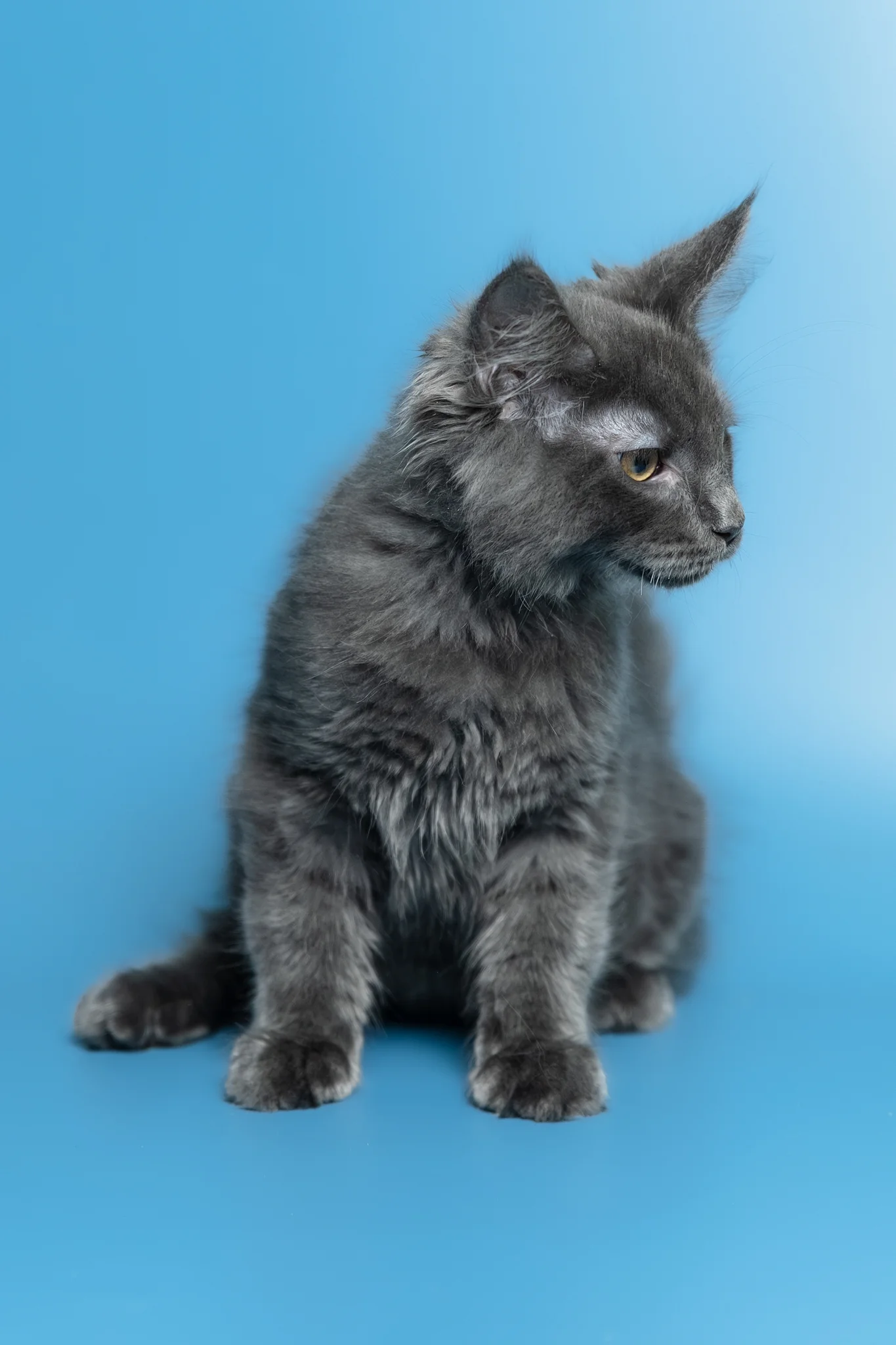 Marshal | Maine Coon Kitten - Image 8