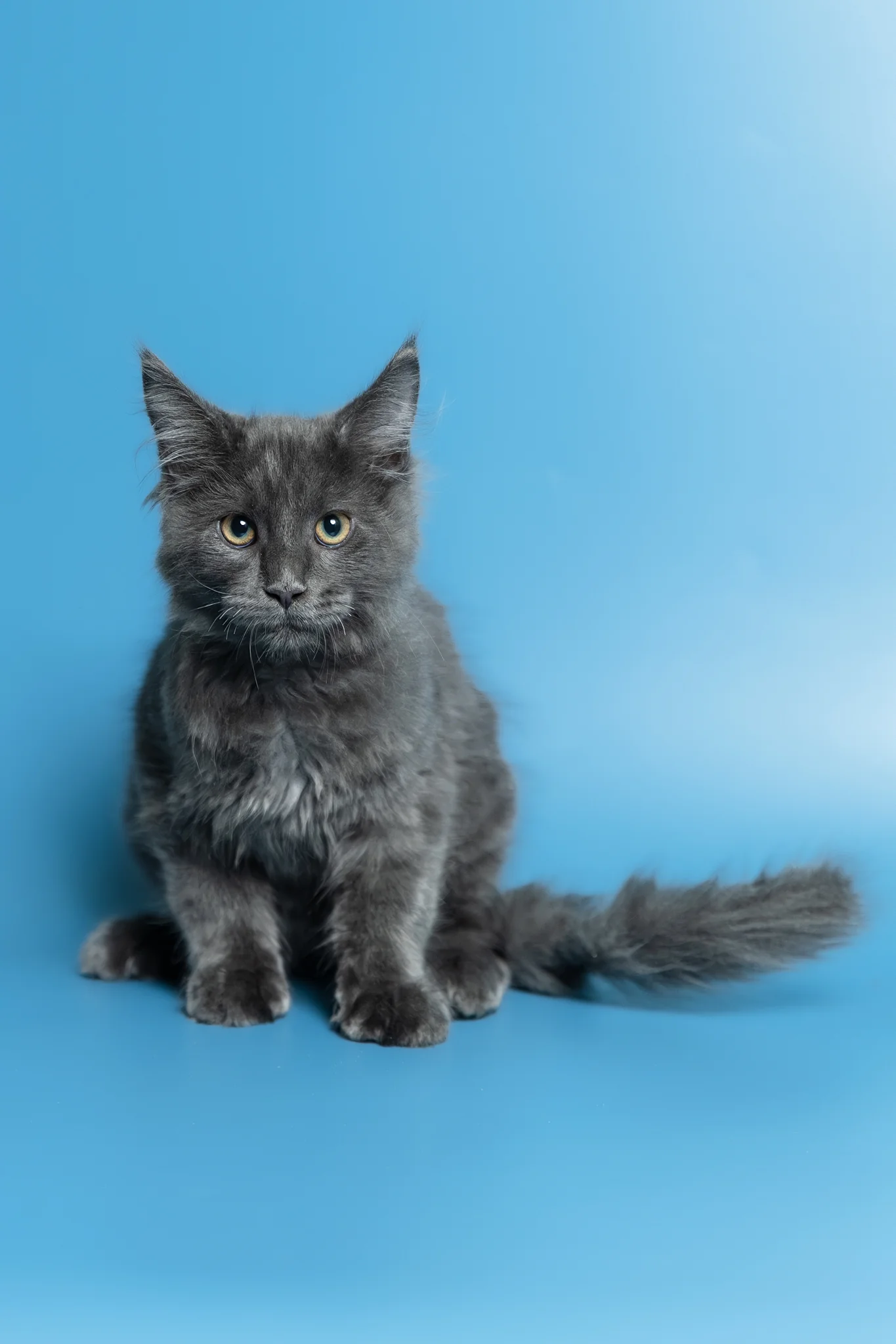 Marshal | Maine Coon Kitten - Image 9