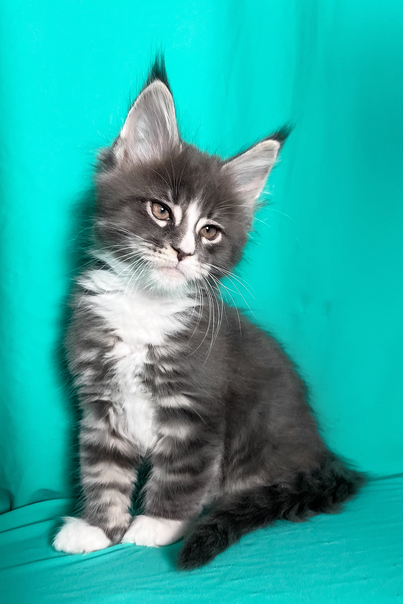 Marshal | Maine Coon Kitten - Image 3