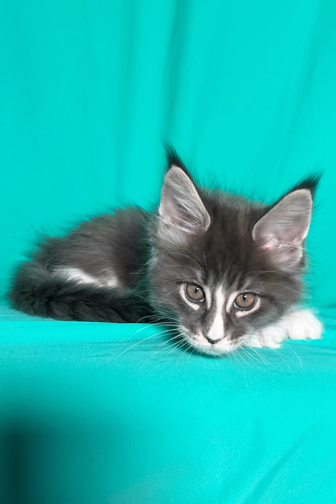 Marshal | Maine Coon Kitten - Image 5