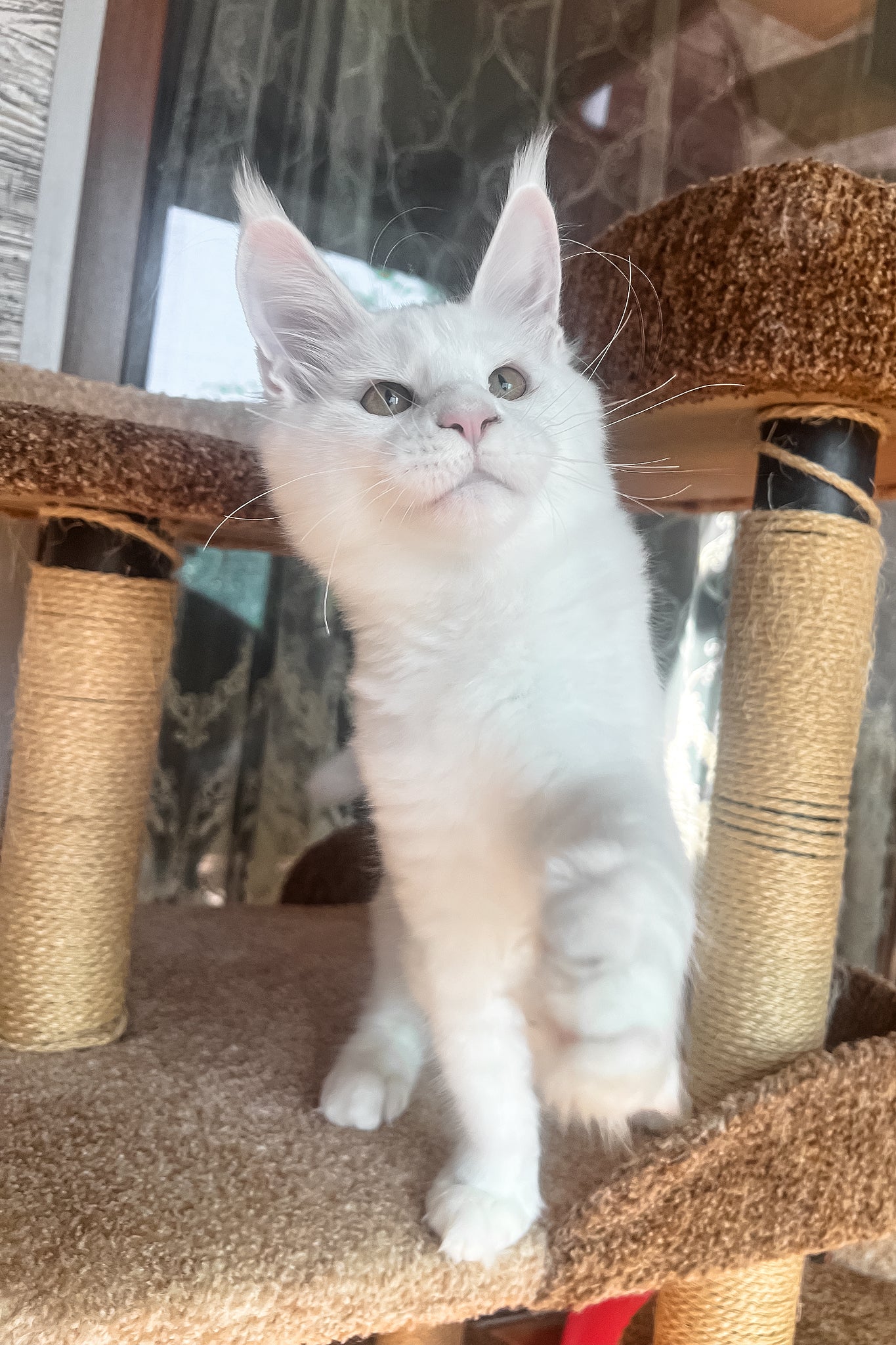 Marsik | Maine Coon Kitten - Image 12