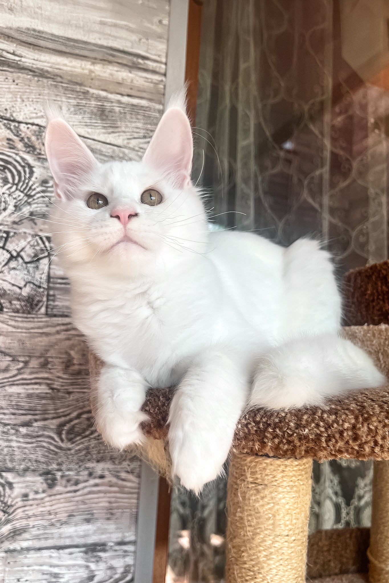 Marsik | Maine Coon Kitten - Image 4