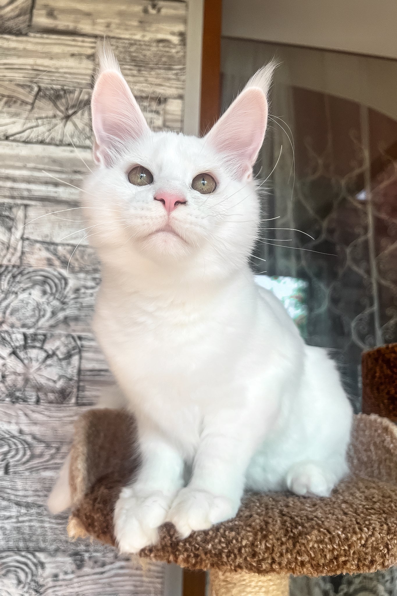 Marsik | Maine Coon Kitten - Image 7