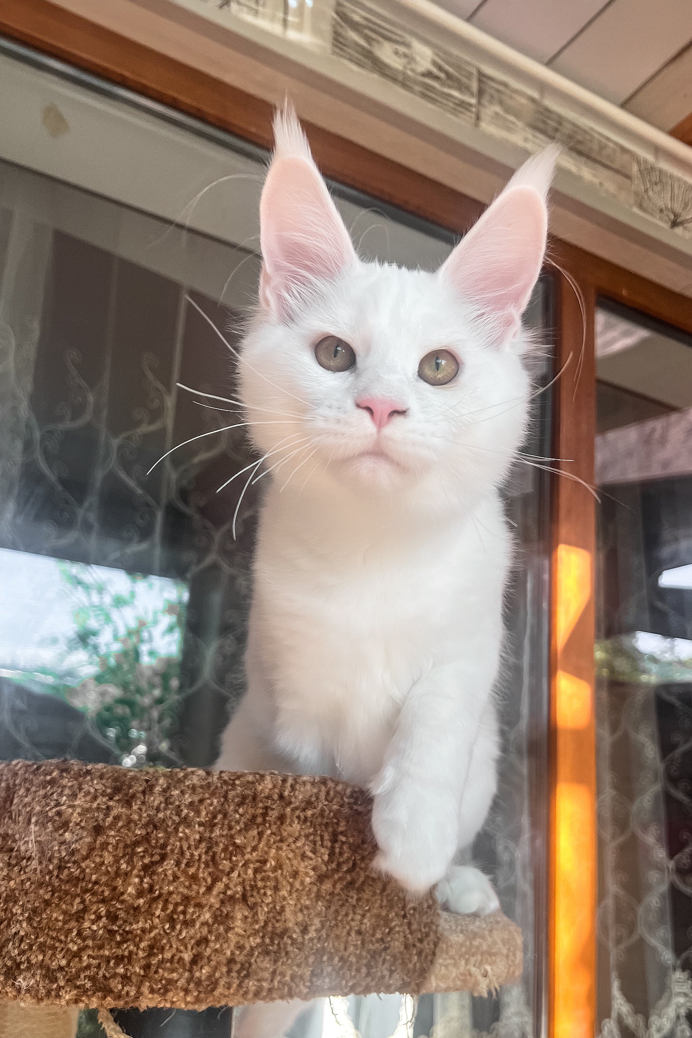 Marsik | Maine Coon Kitten - Image 9