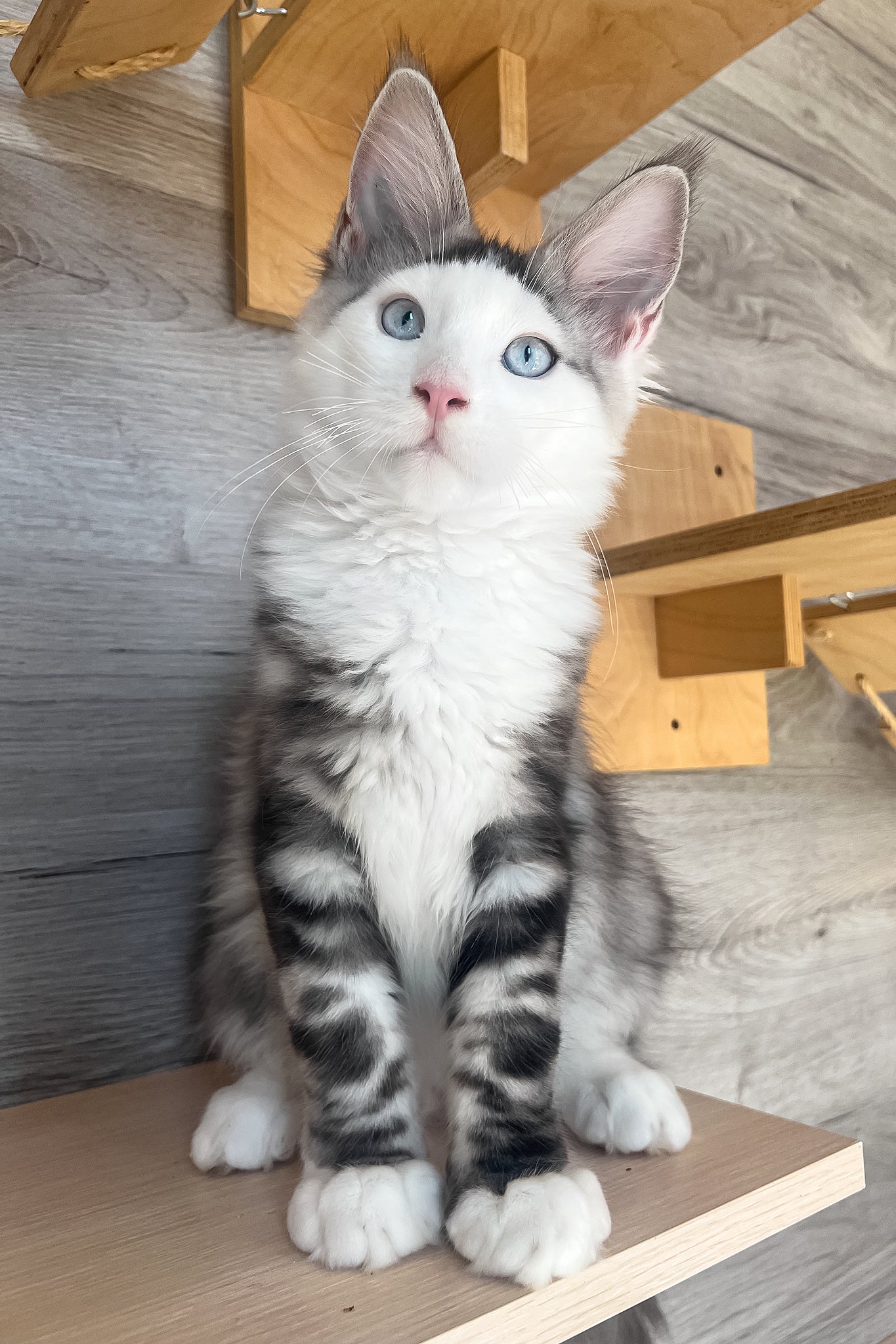 Marty | Maine Coon Kitten - Image 4
