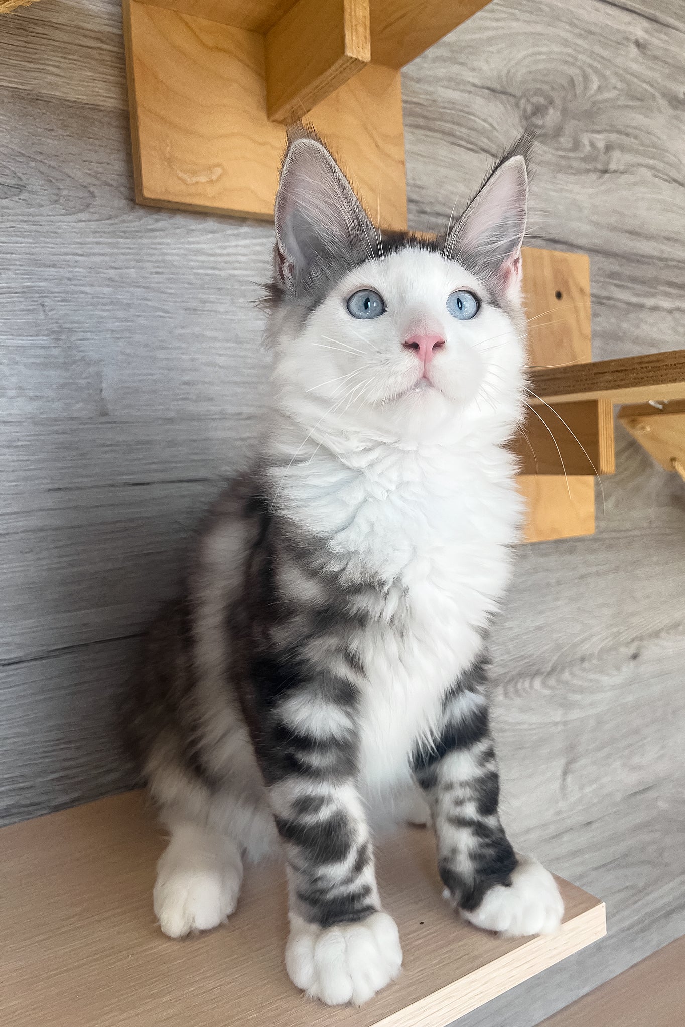 Marty | Maine Coon Kitten - Image 5