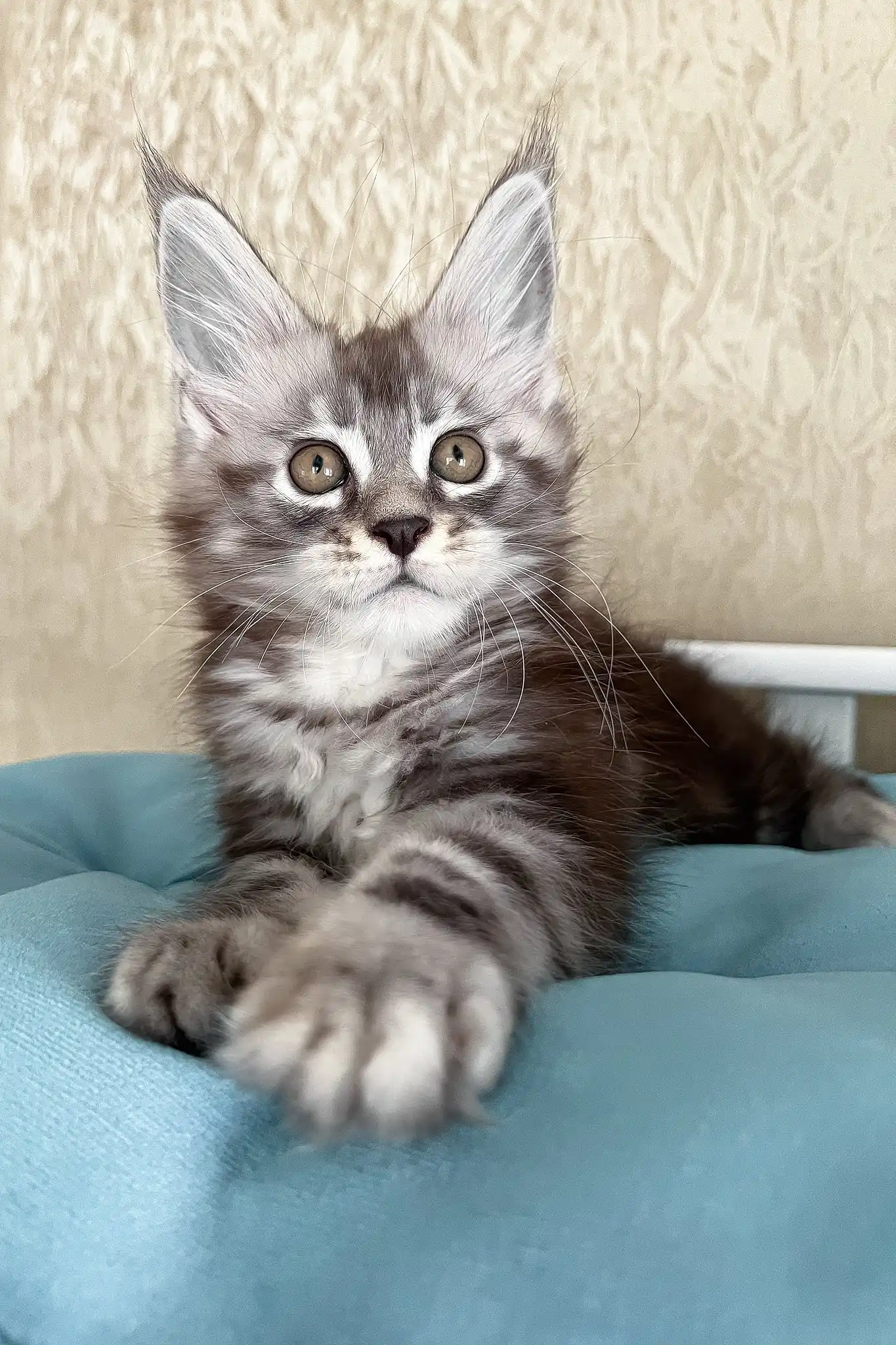 Matvey | Maine Coon Kitten - Image 5