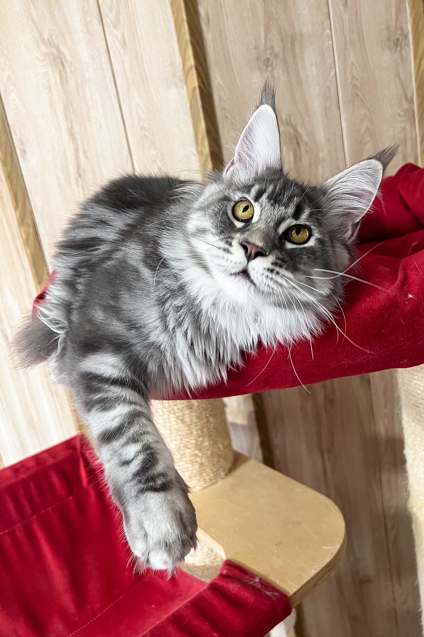 Mavrik | Maine Coon Kitten - Image 4