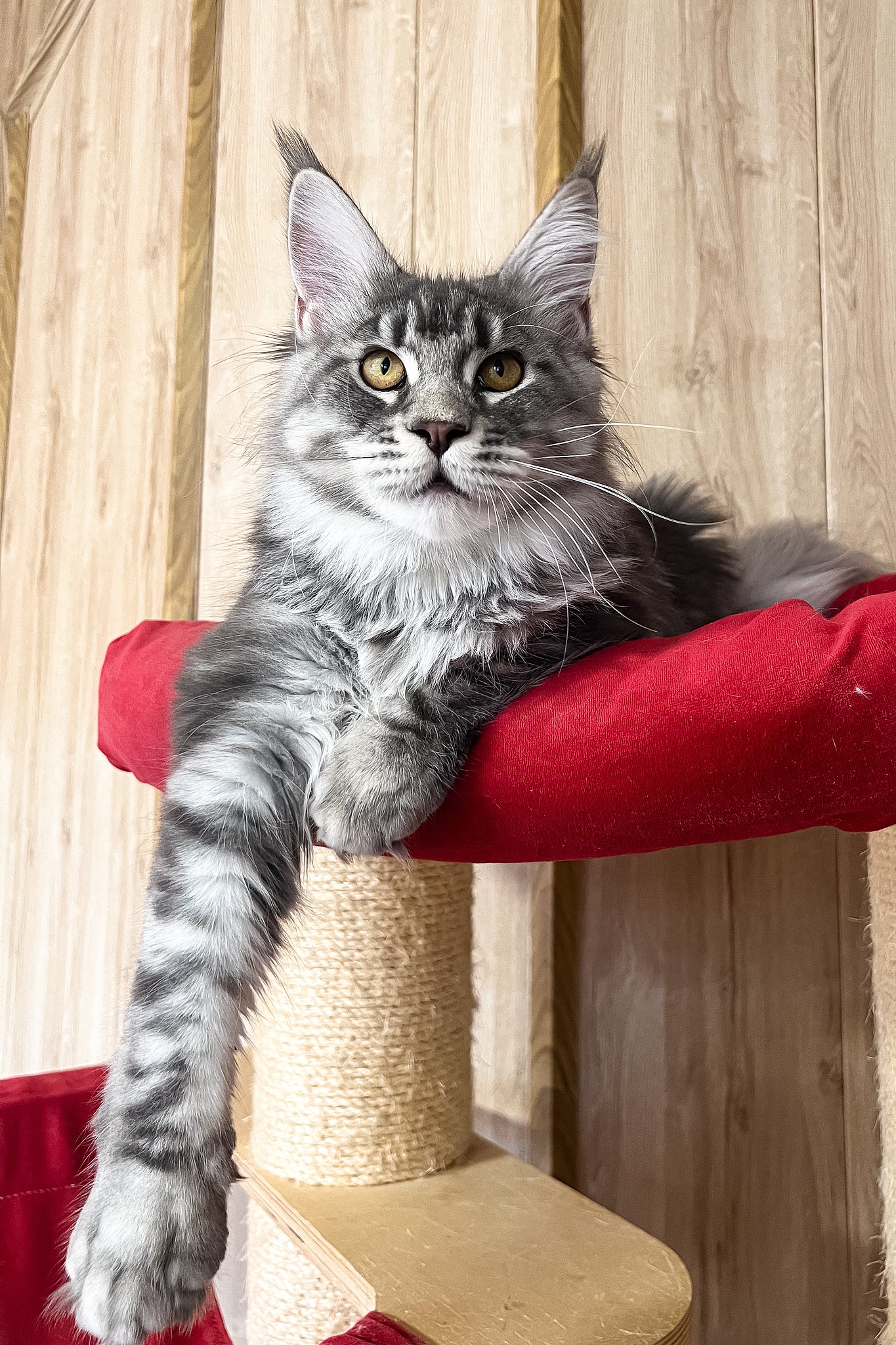 Mavrik | Maine Coon Kitten - Image 8